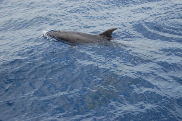 Ein Delfin schwimmt im Atlantischen Ozean an der Meeresoberfläche.