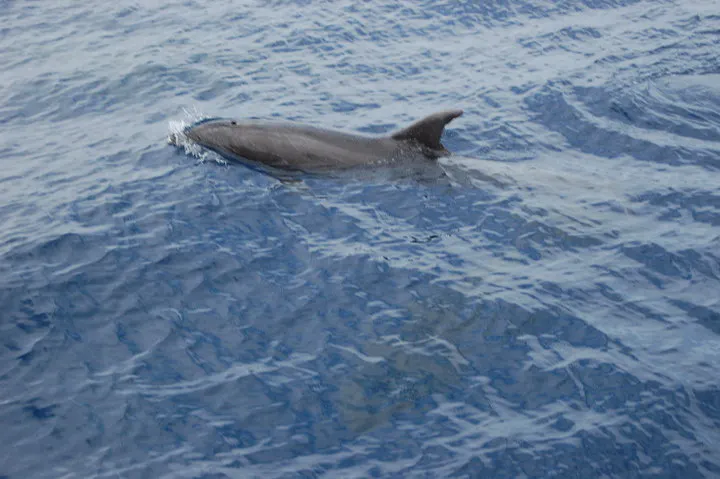 Ein Delfin schwimmt im Atlantischen Ozean an der Meeresoberfläche.