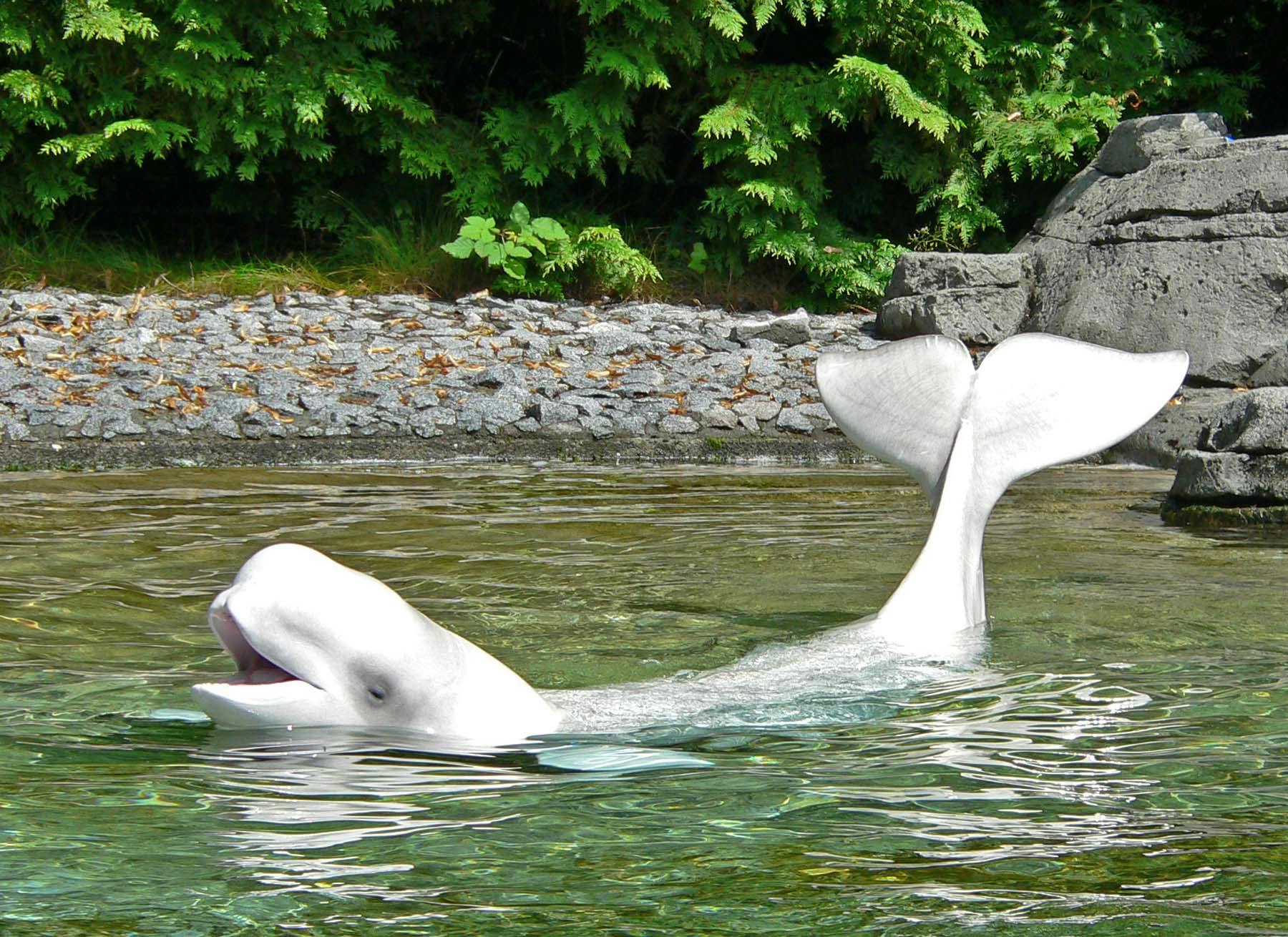 Ein weißer Beluga Wal guckt aus dem Wasser eines naturnah gestalteten Beckens mit Felsen und Büschen im Hintergrund. Er hält die Schwanzflosse nach oben.