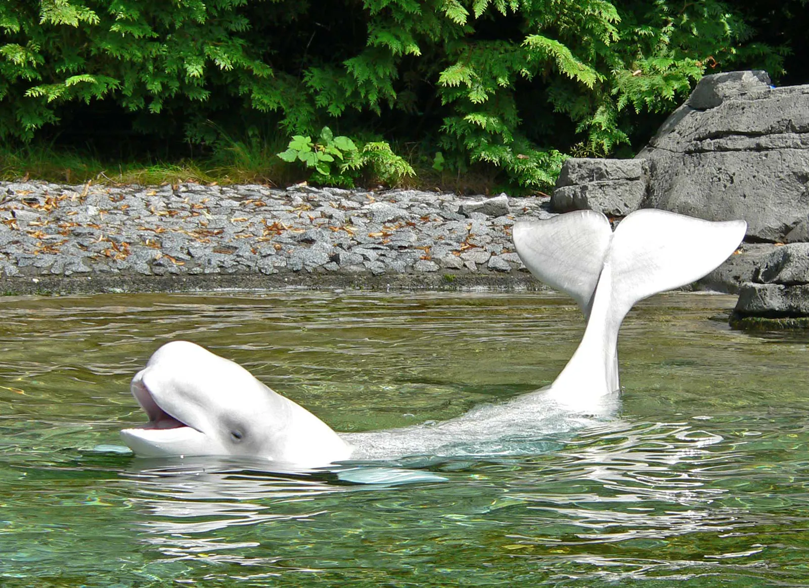 Ein weißer Beluga Wal guckt aus dem Wasser eines naturnah gestalteten Beckens mit Felsen und Büschen im Hintergrund. Er hält die Schwanzflosse nach oben.