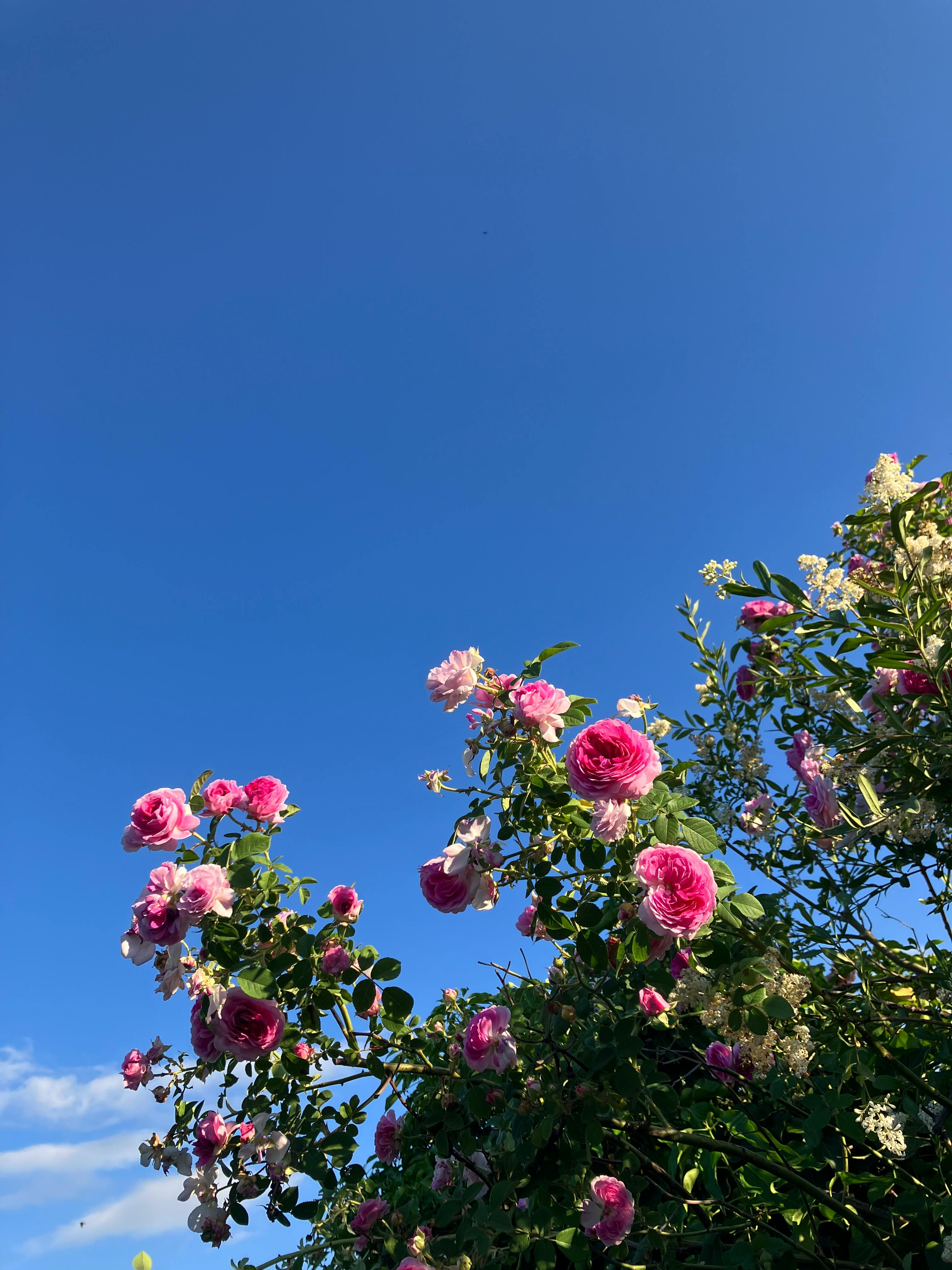 ein rosenstrauch leicht von unten betrachtet, die gefüllten blüten in verschiedenen rosa-tönen scheinen sich in den knallblauen himmel zu strecken, sie sind außen hell und zur blütenmitte dunkelrosa. das wetter wirkt sonnig und warm. // a rose bush looked at from slightly beneath, the double-flowered blossoms seem to stretch against a bright blue sky, they are different shades of pink, very light at the outer edge up to dark pink in the center. the weather appears to be sunny and warm.