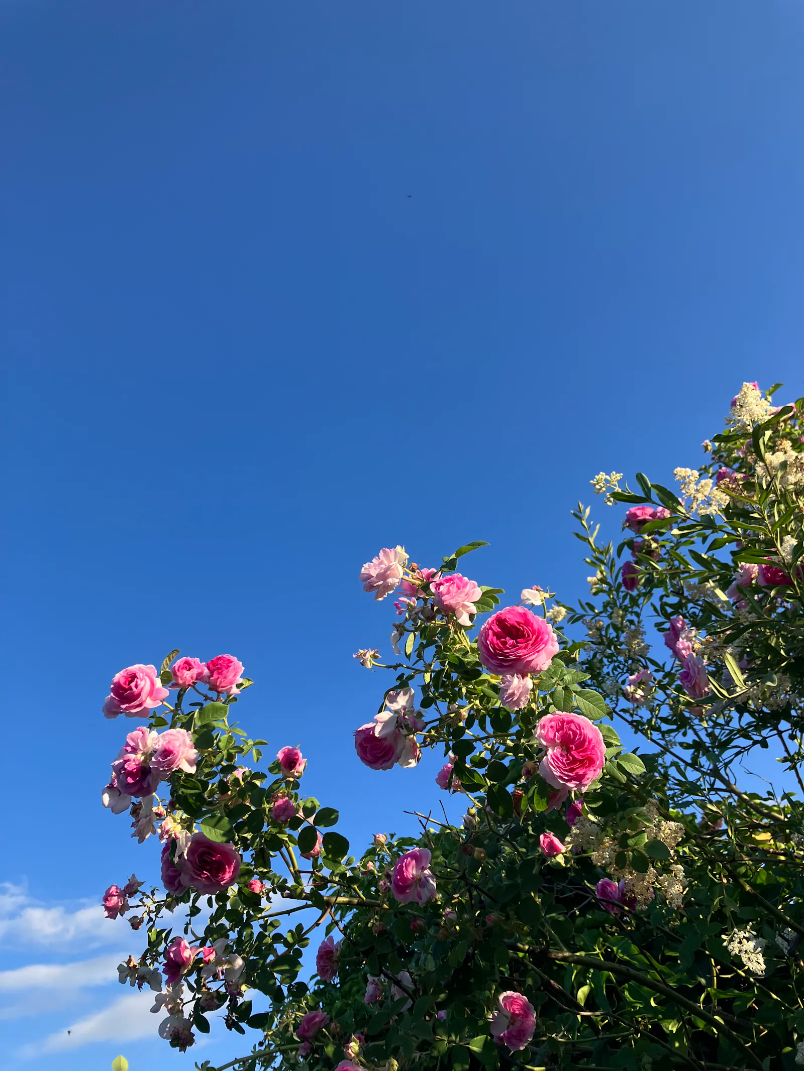 ein rosenstrauch leicht von unten betrachtet, die gefüllten blüten in verschiedenen rosa-tönen scheinen sich in den knallblauen himmel zu strecken, sie sind außen hell und zur blütenmitte dunkelrosa. das wetter wirkt sonnig und warm. // a rose bush looked at from slightly beneath, the double-flowered blossoms seem to stretch against a bright blue sky, they are different shades of pink, very light at the outer edge up to dark pink in the center. the weather appears to be sunny and warm.