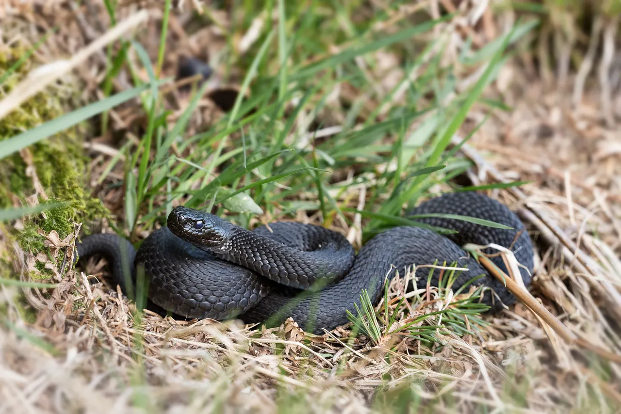 Eine schwarze Kreuzotter, danke an winterseitler von pixabay