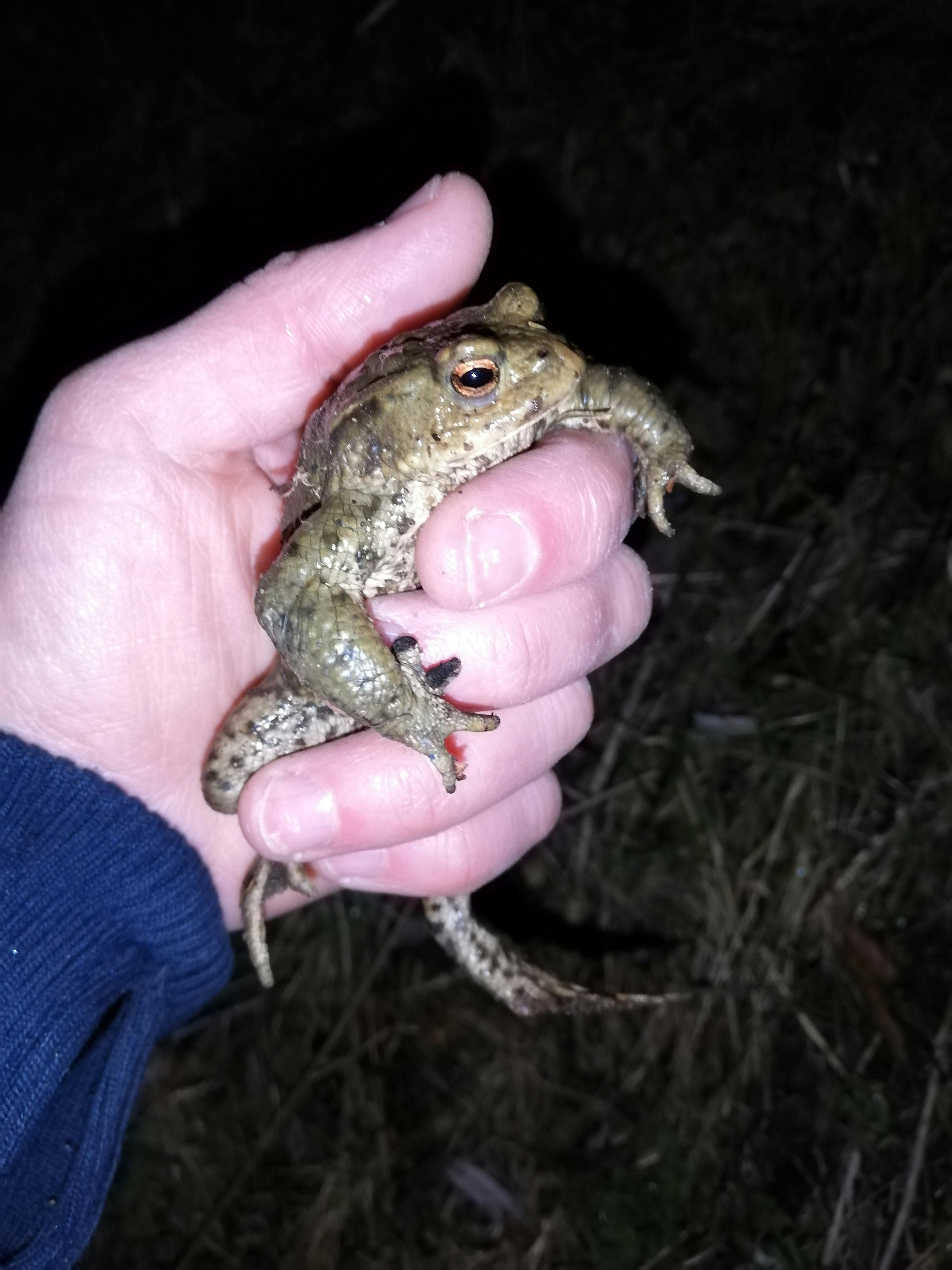 Süßes Foto, aber bitte nicht ohne Handschuhe (lesson lerned...)! Das ist eine Erdkröte.