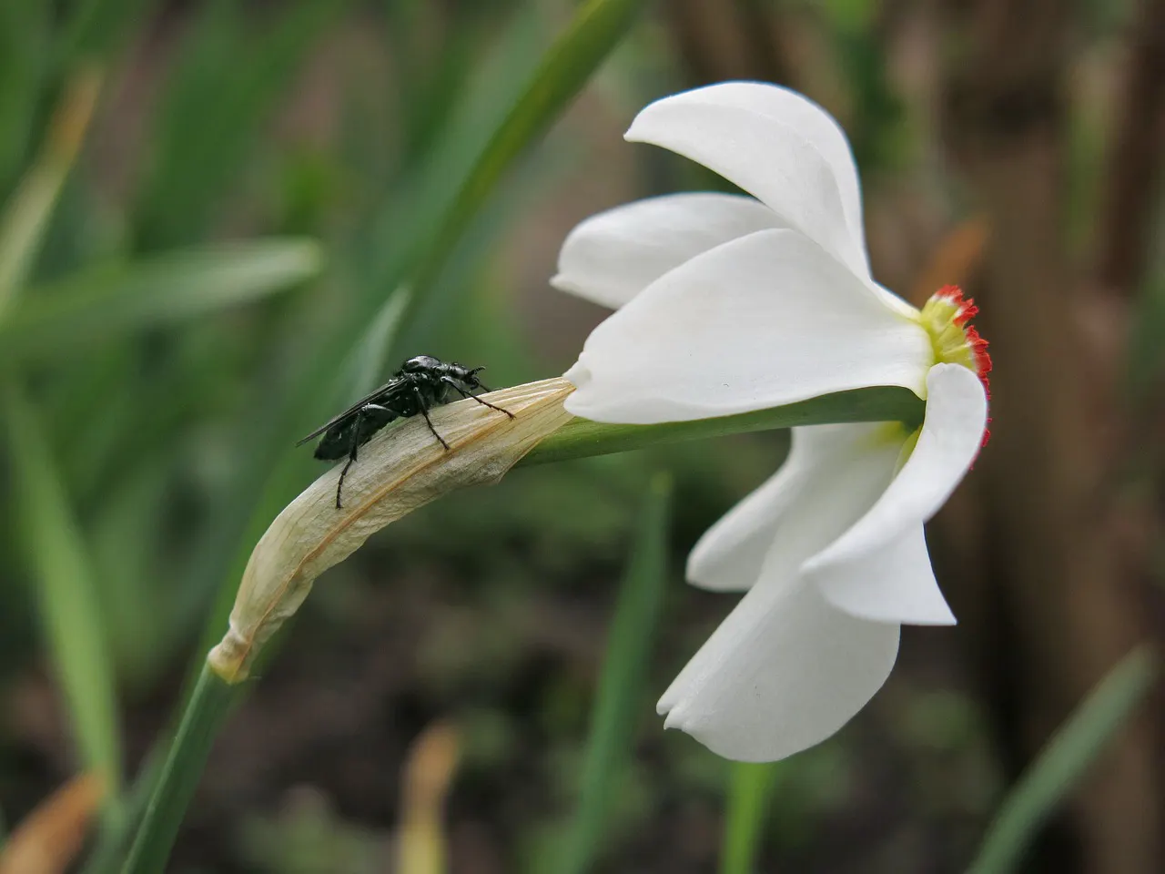 Die Märzfliege sitzt auf einer Narzisse. Danke fürs Foto von Radfotosonn auf pixabay.