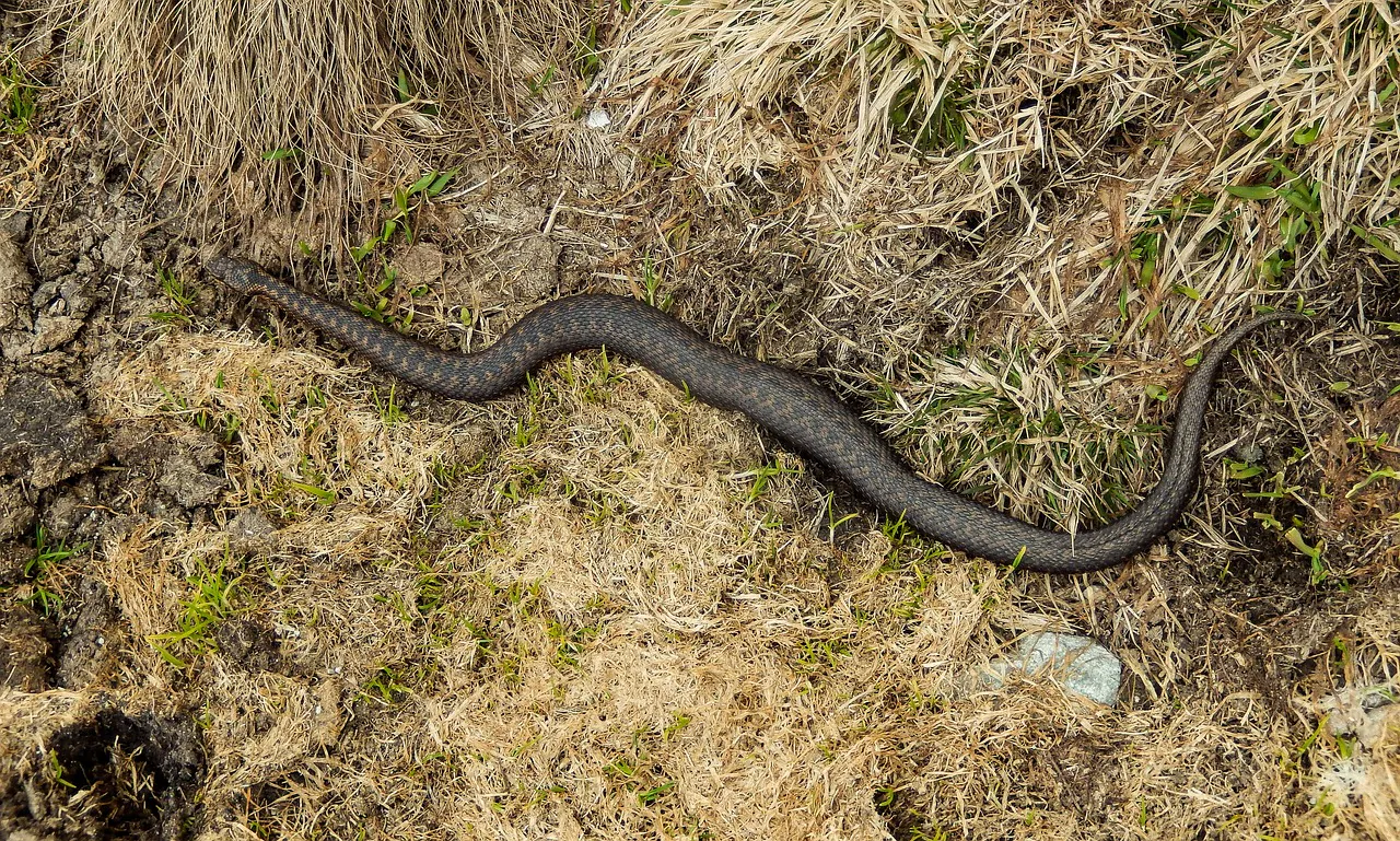 Die Kreuzottern sind variabel gefärbt.
Danke an Noverodus von pixabay für das Foto!