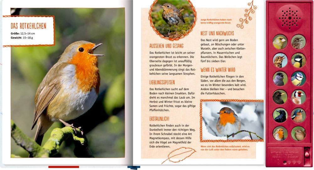 Das Rotkehlchen im Buch Vögel in unserem Garten