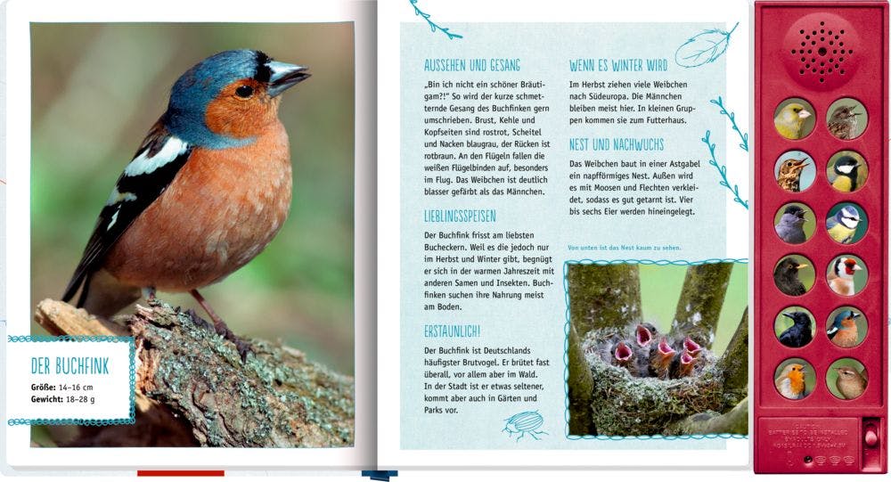 Der Buchfink in Vögel in unserem Garten
