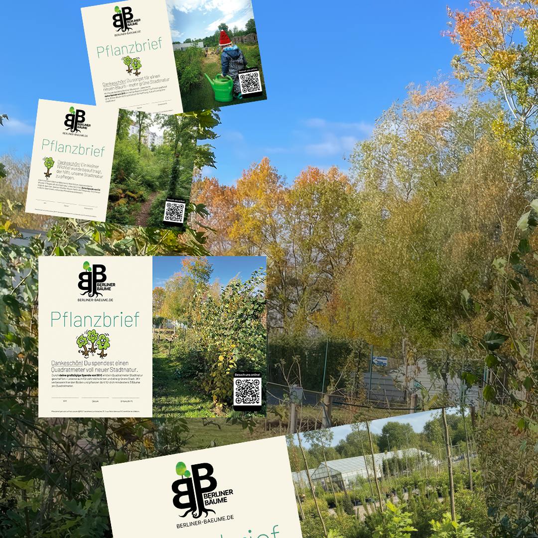 Die 4 Pflanzbriefe von Berliner Bäume vor Waldhintergrund