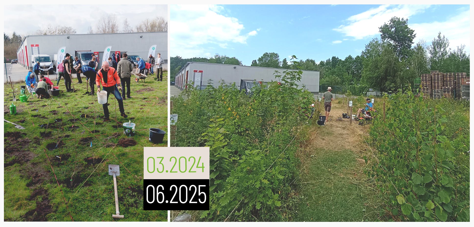 Eine grüne Fläche links ohne Bäume und rechts mit angepflanztem Tiny Forest