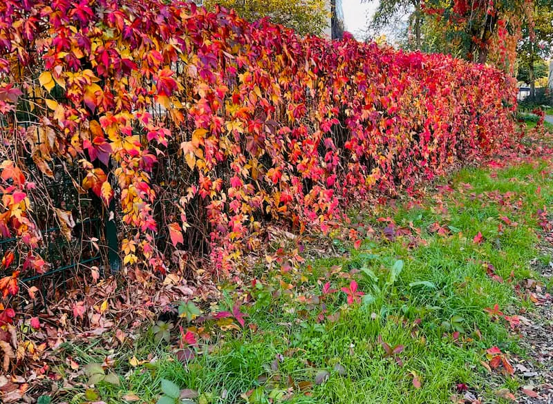Bunte Blätter im Herbst