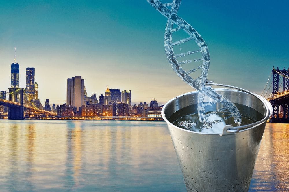L'East River de New York en arrière-plan. Au premier plan, un seau d'eau d'où sort un brin d'ADN.