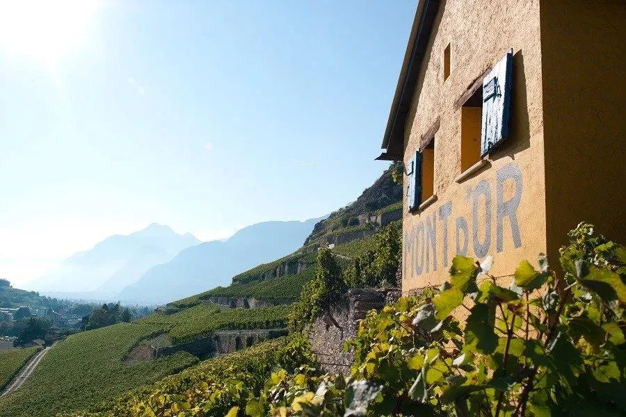 Ein Haus mit gelb bemalten Wänden und blau gestrichenen Fensterläden steht in einem Weinberg