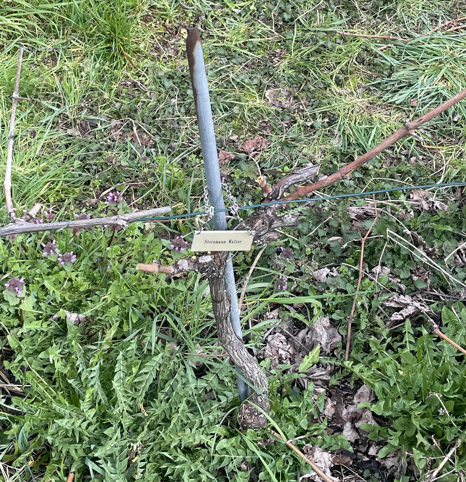 Ein Rebstock im Weinberg