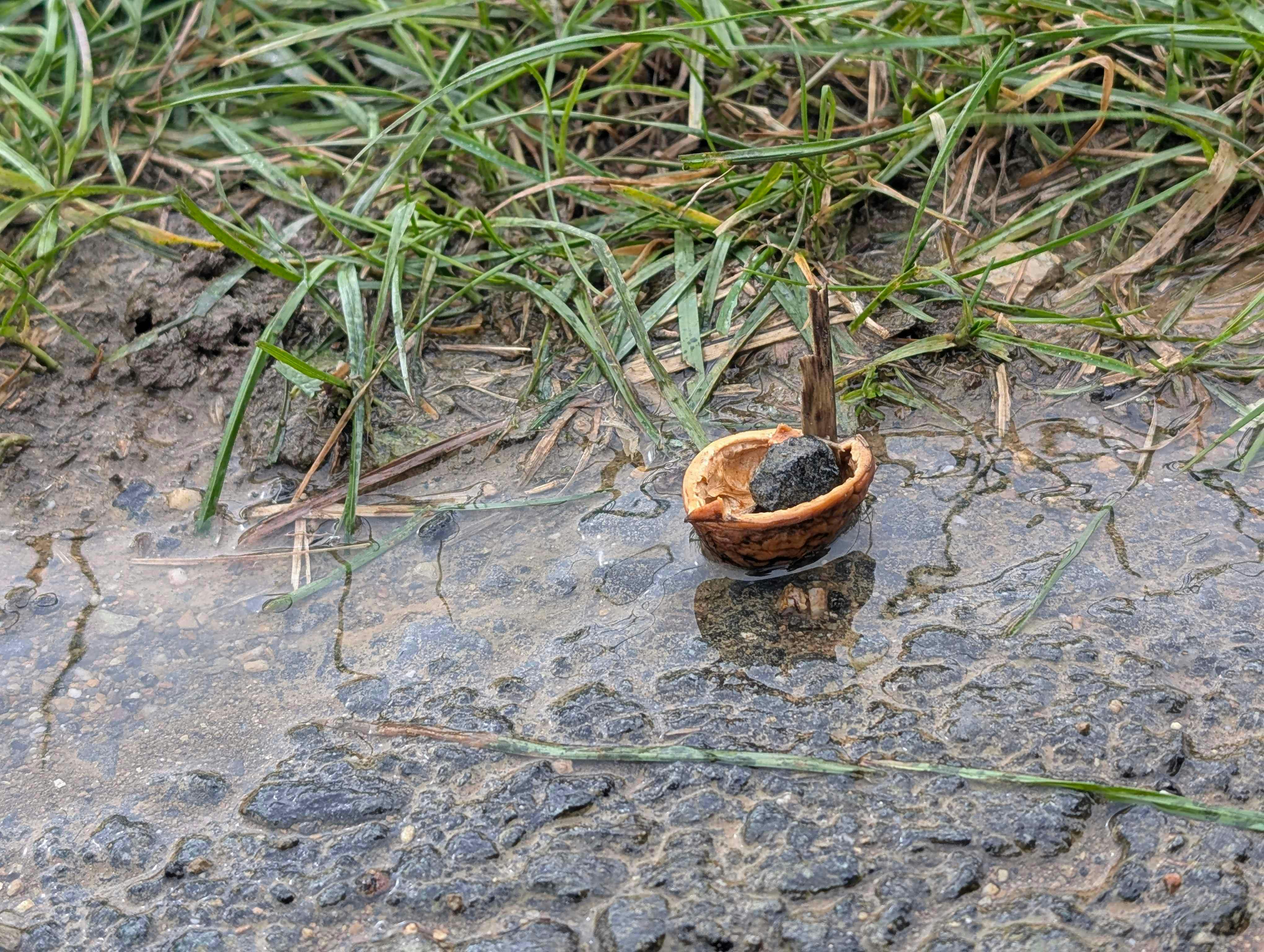 Eine kleine Nussschale, aus der ein Boot gebaut wurde, das in einer Pfütze fährt