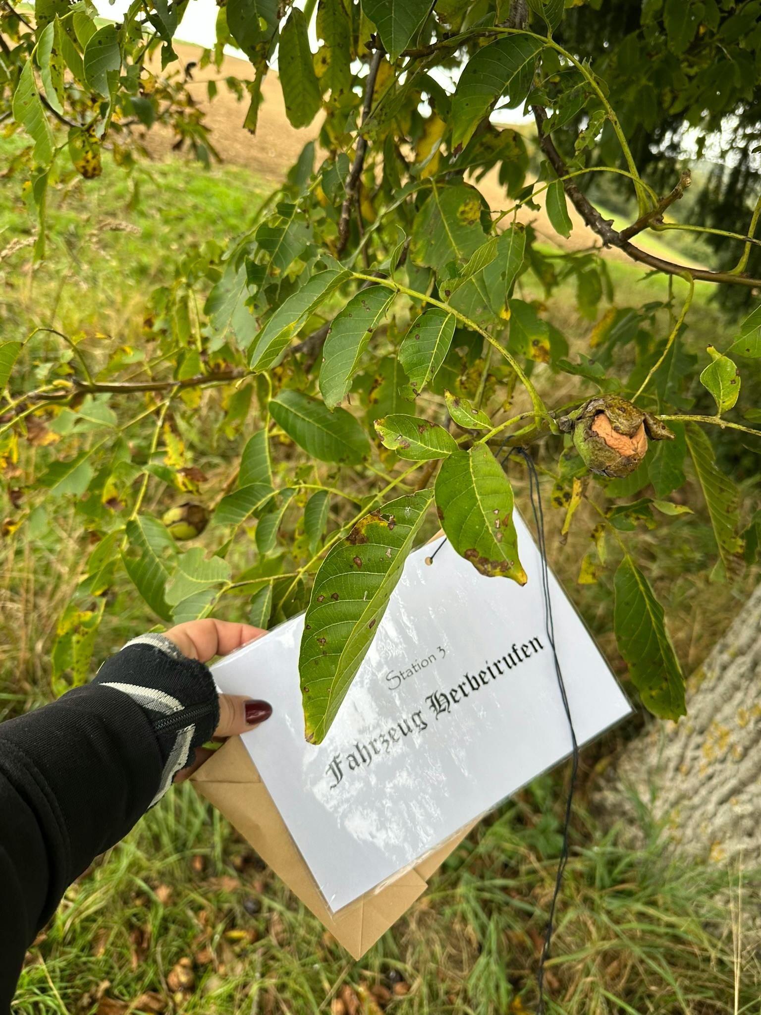 Das Stationsschild „Fahrzeug herbeirufen“ am Baum vom vorherigen Bild.