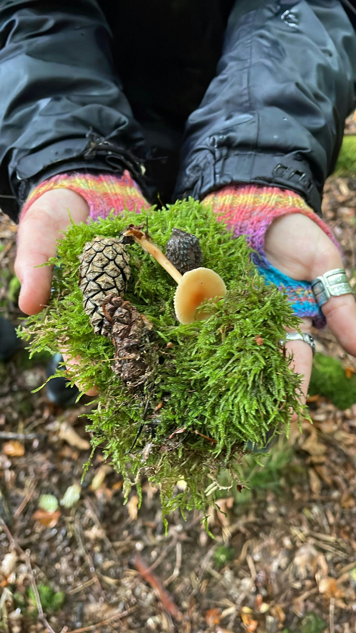 Verschiedene waldzutaten werden auf zwei Händen präsentiert: Moos, Zapfen, Pilze...