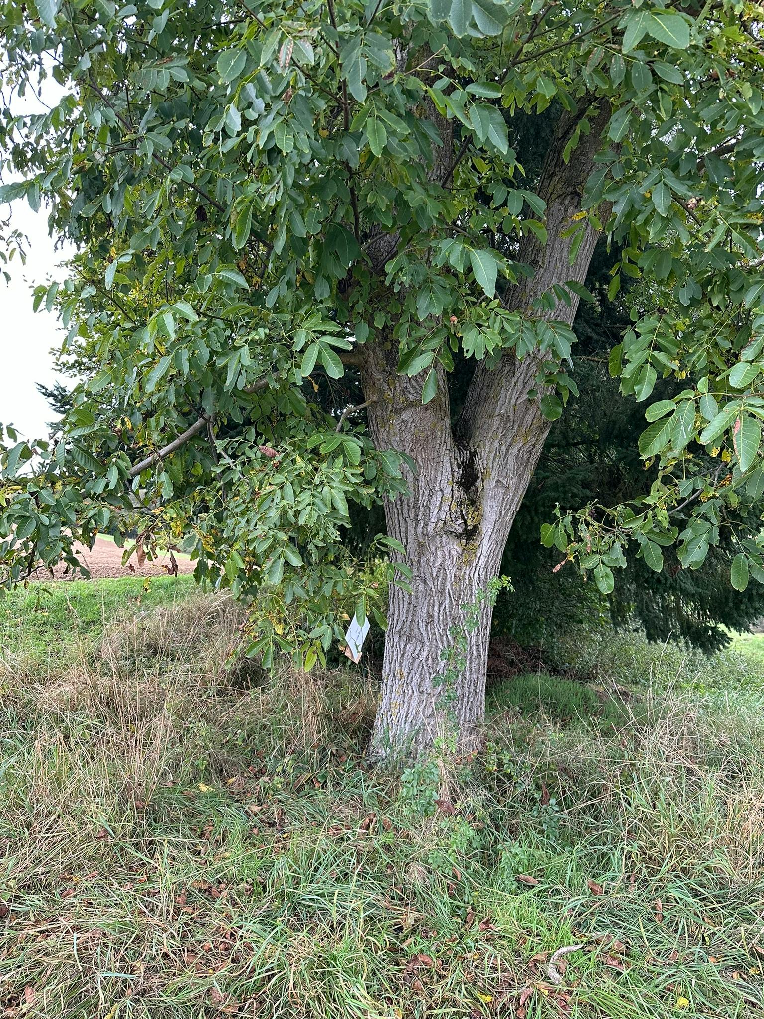 Ein Baum, der einen Zettel versteckt.