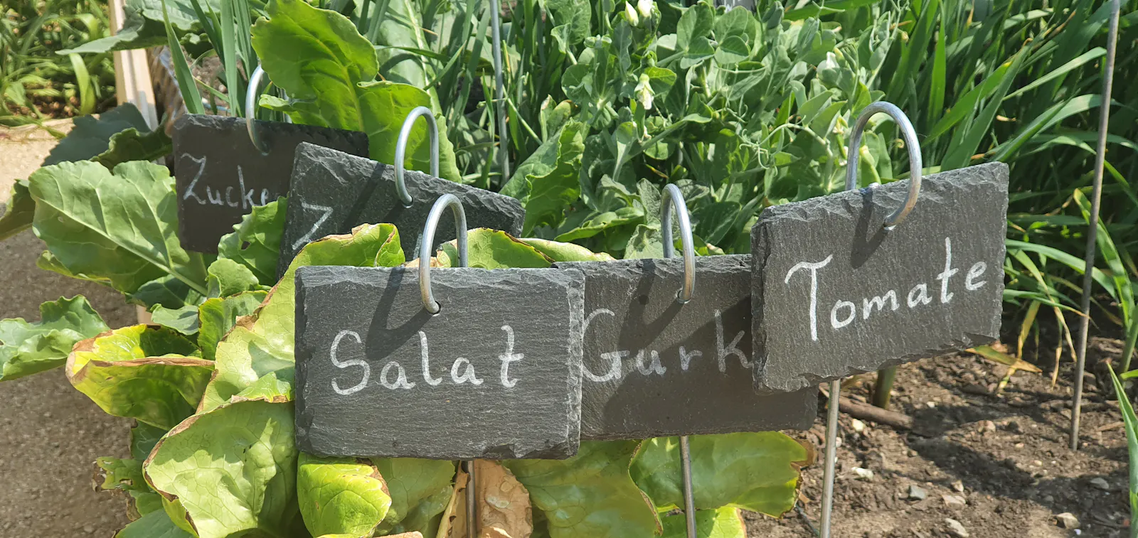 Hochbeet mit Schildern. Daruaf steht Salat, Gurke, Tomaten.
