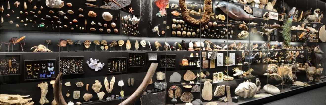 Das Bild zeigt eine Vitrine mit schwarzer Wand in der eine naturkundliche Sammlung ausgestellt ist.