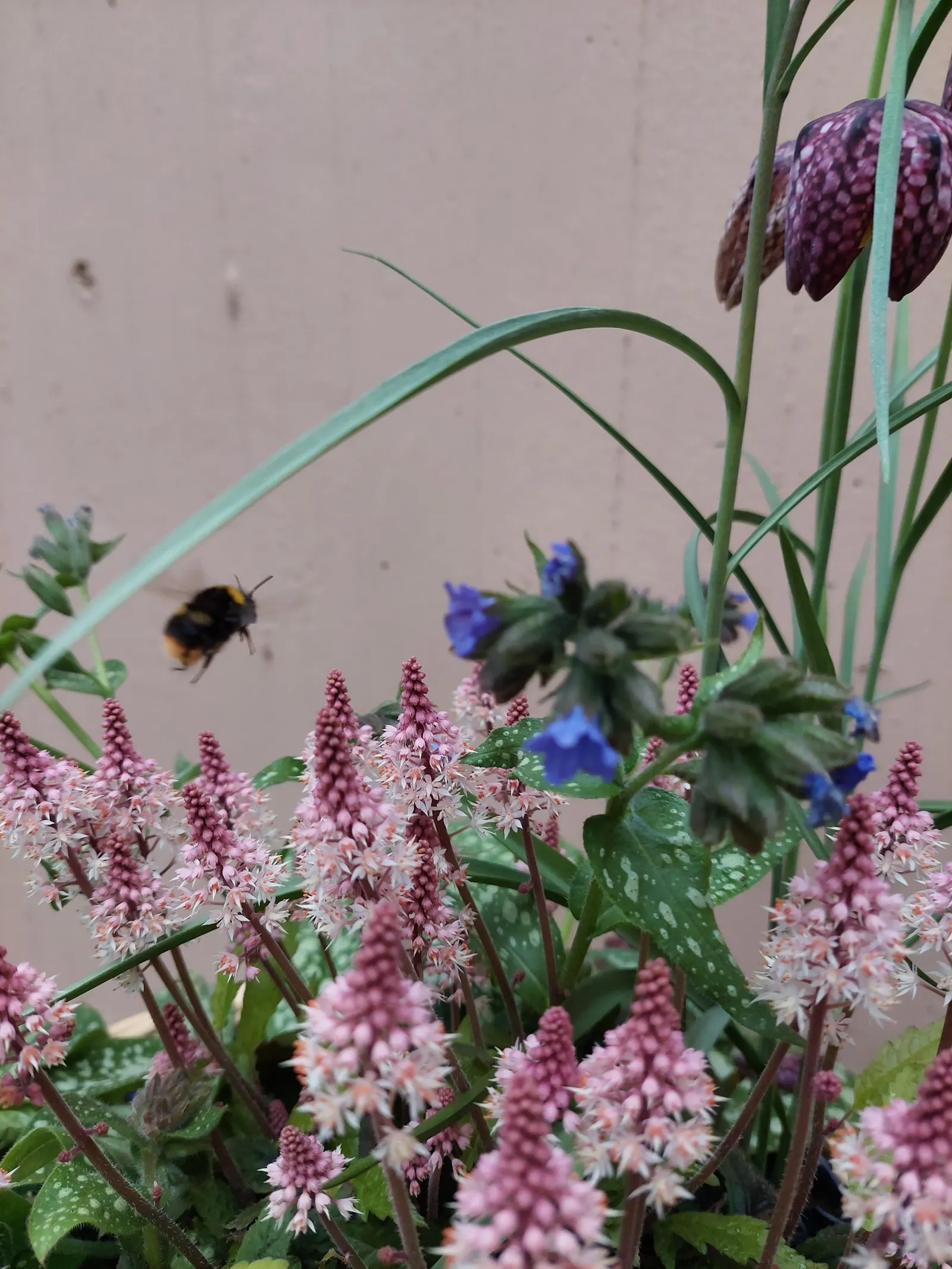 Ein Bouquet aus früh blühenden Pflanzen in rosa und lila. Eine Hummel fliegt auf die lila Blüten des Lungenkrauts zu.