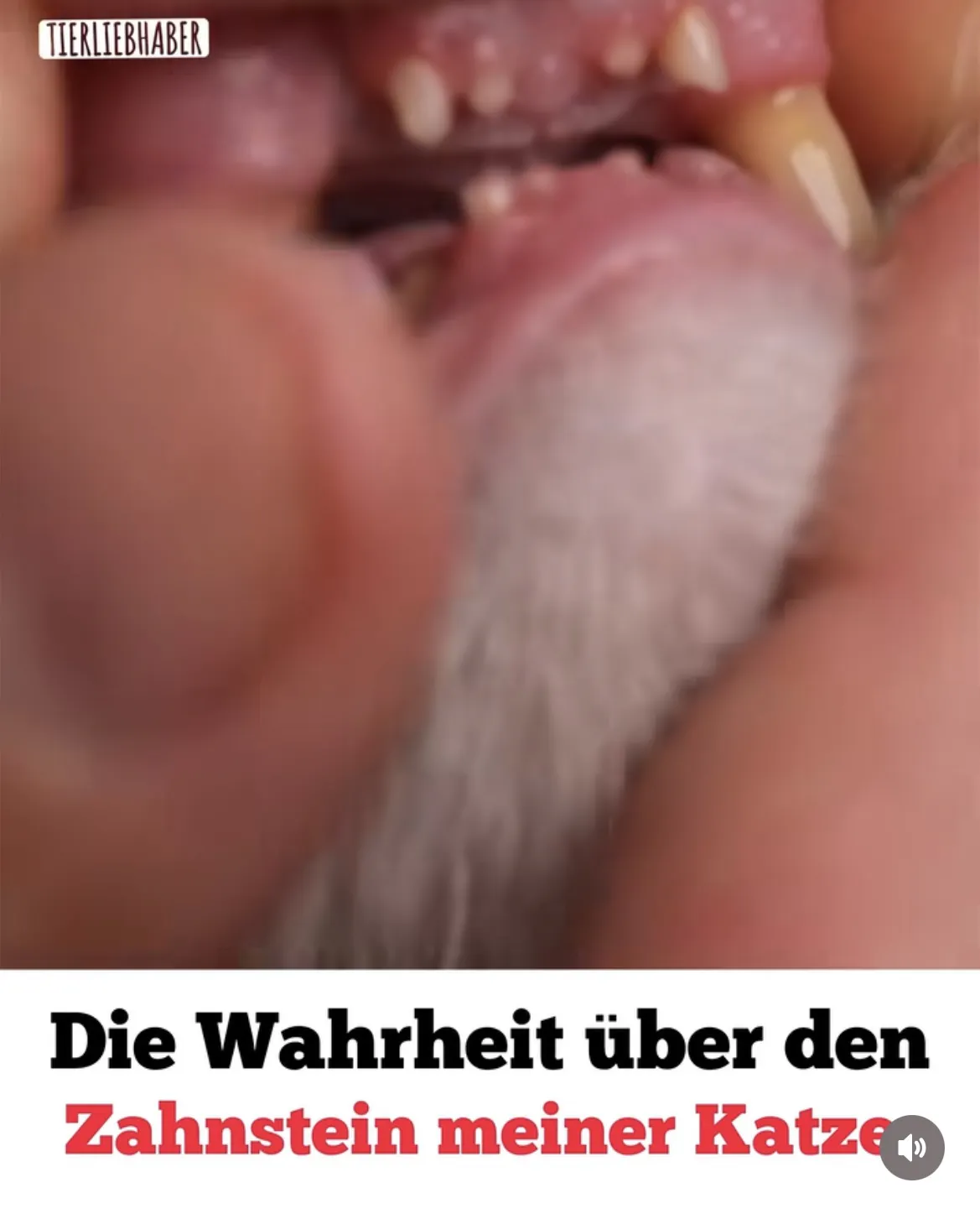 Katzenzähne, Text: Die Wahrheit über den Zahnstein meiner Katze