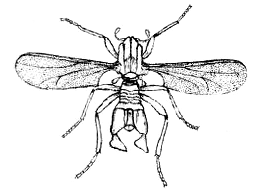 Eine Zeichnung eines Insekts, schwarz-weiß, alt.