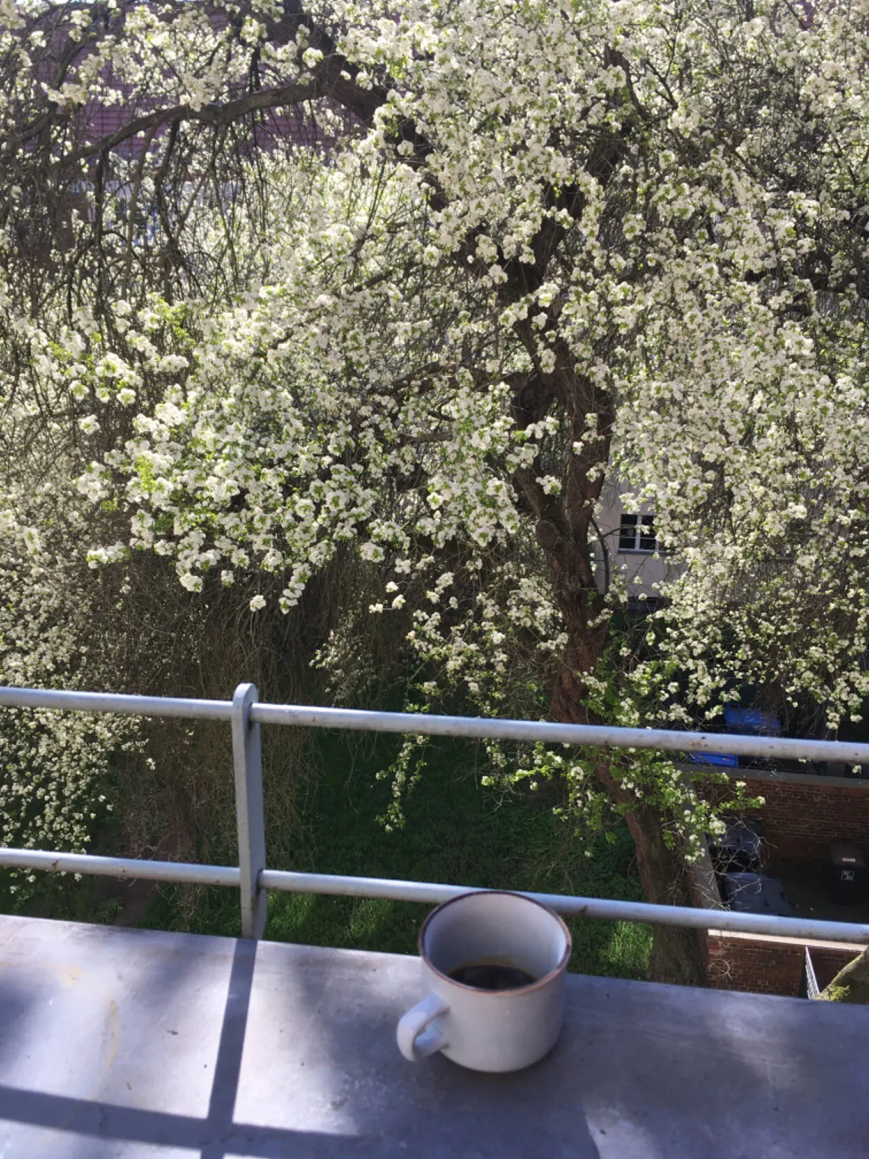 Coffee cup on the edge of a sunny balcony, with a white blooming tree in the background