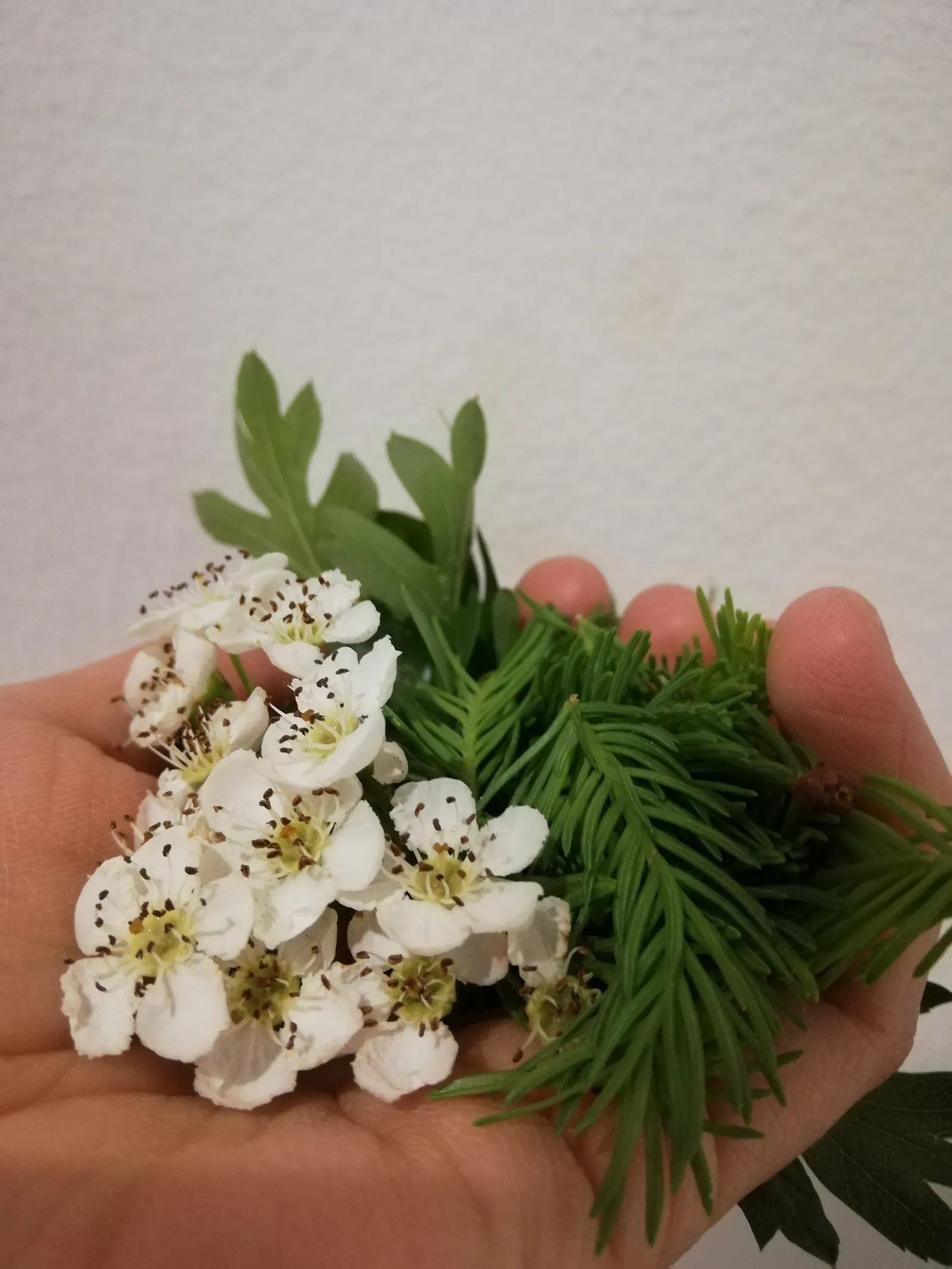 Weißdornblüten und Fichtenspitzen