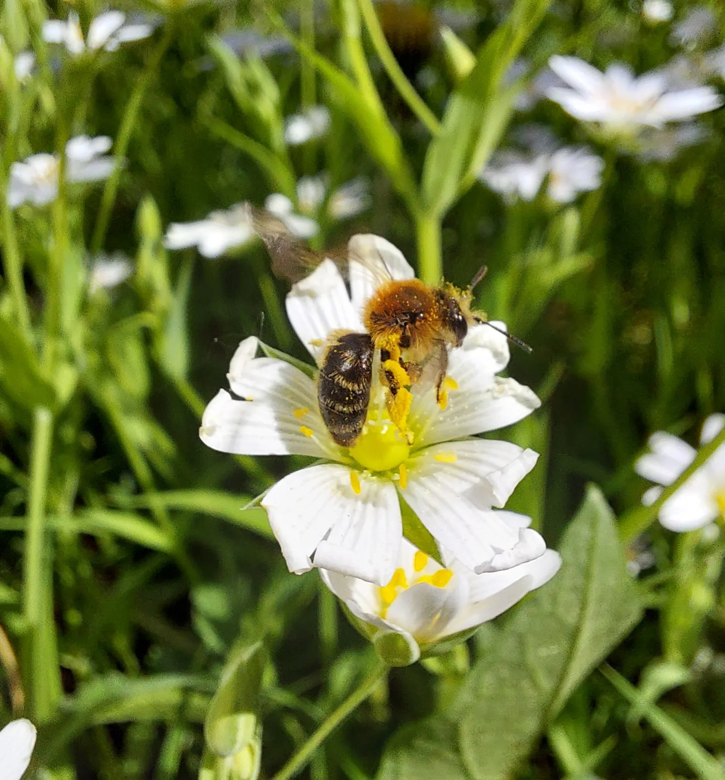 Wildbiene