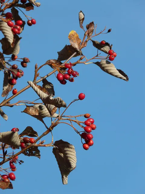 Die Mehlbeere im Herbst