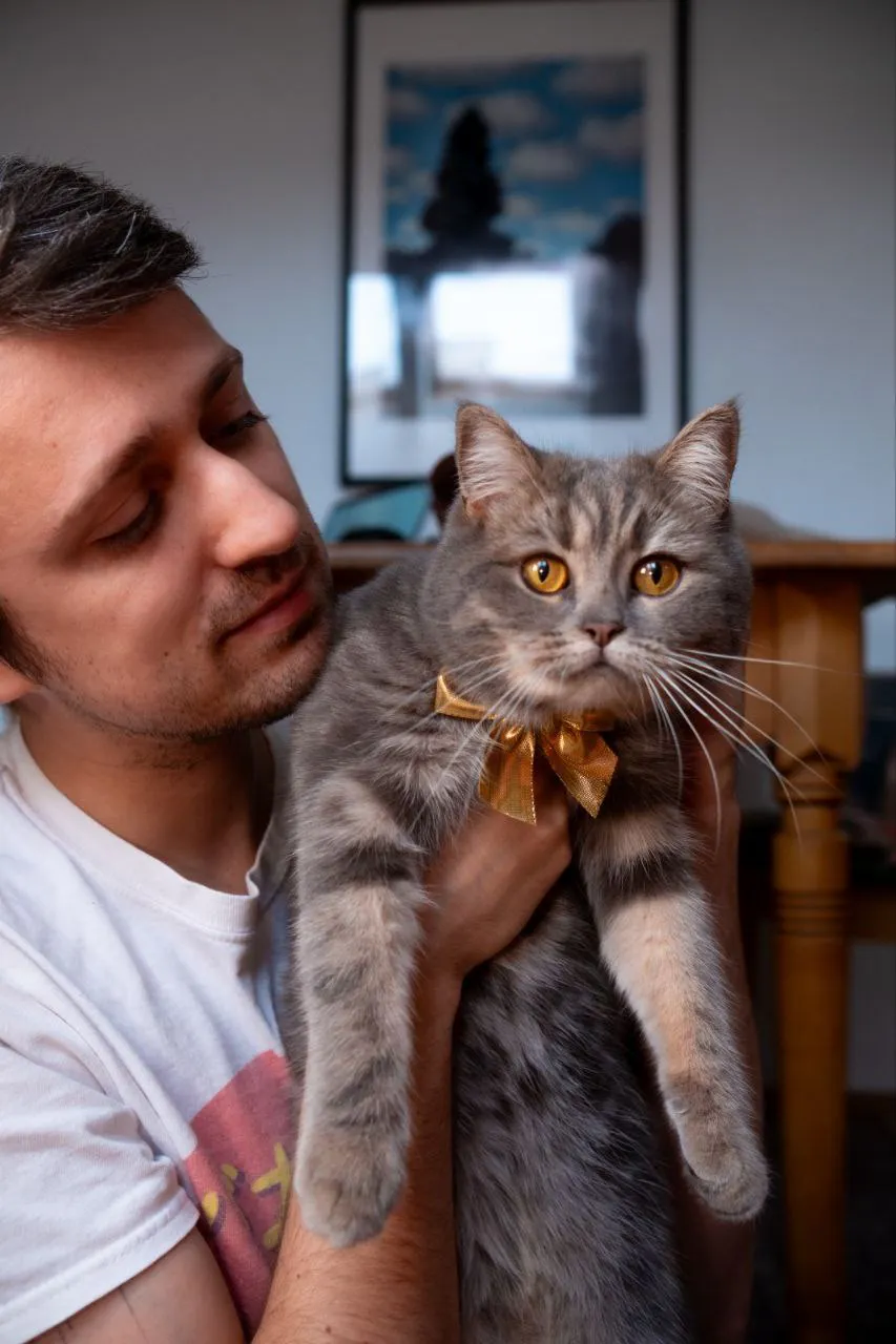 Ich halte Katze Pixel die eine goldene Schleife trägt