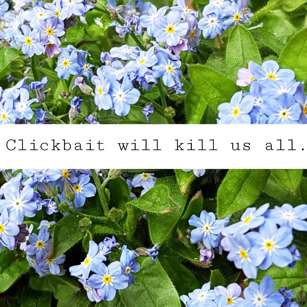 Vergissmeinnicht mit Textband: Clickbait will kill us all