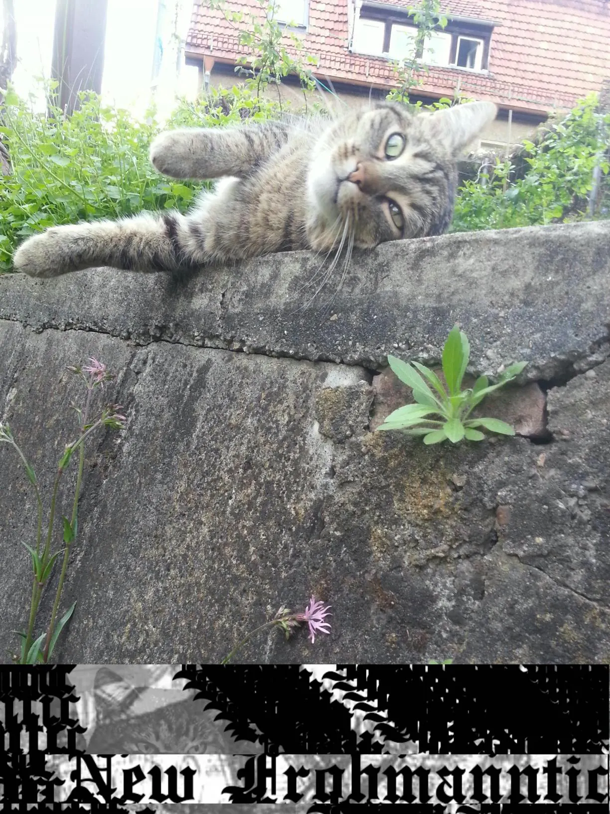 Cover mit NewFrohmanntic-Schriftzug und Bild von Kater Laser, am Rand einer Mauer liegend