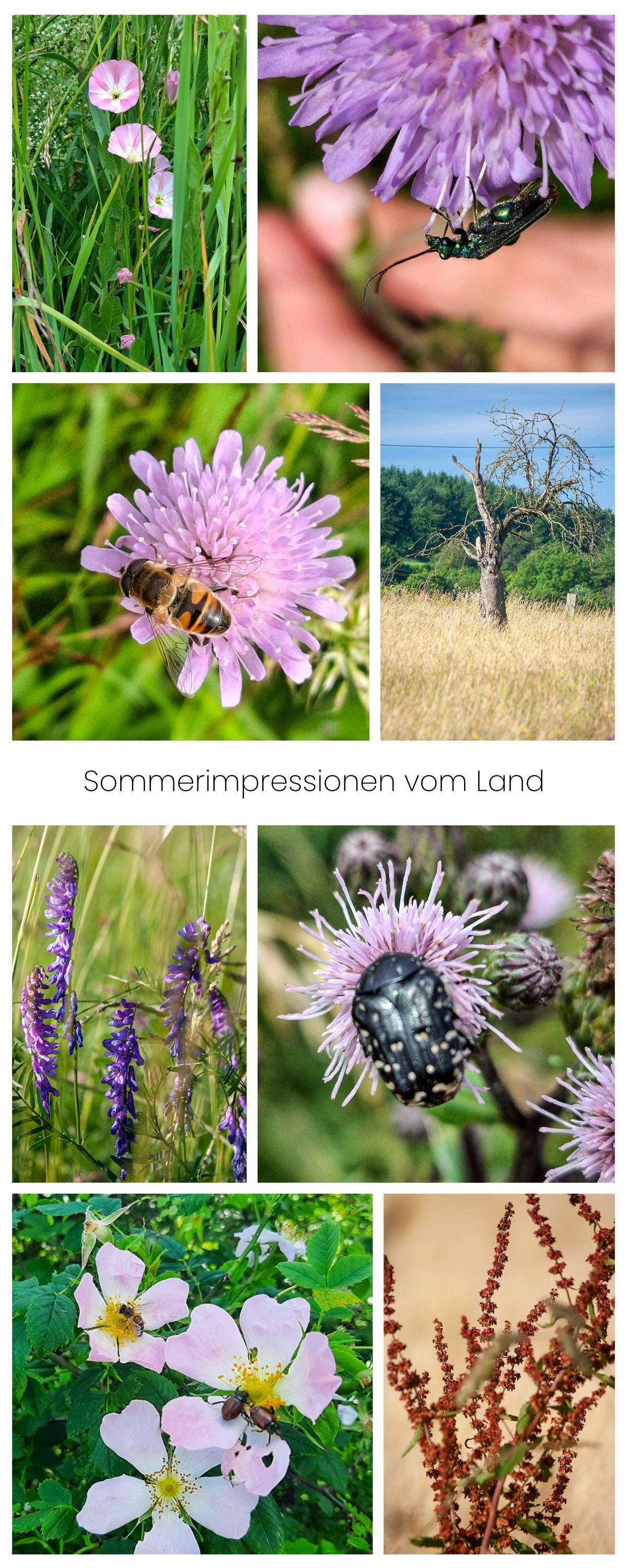Sommerimpressionen vom Land mit verschiedenen Insekten, Wildblumen, Wiesenblumen, ein abgestorbener Apfelbaum