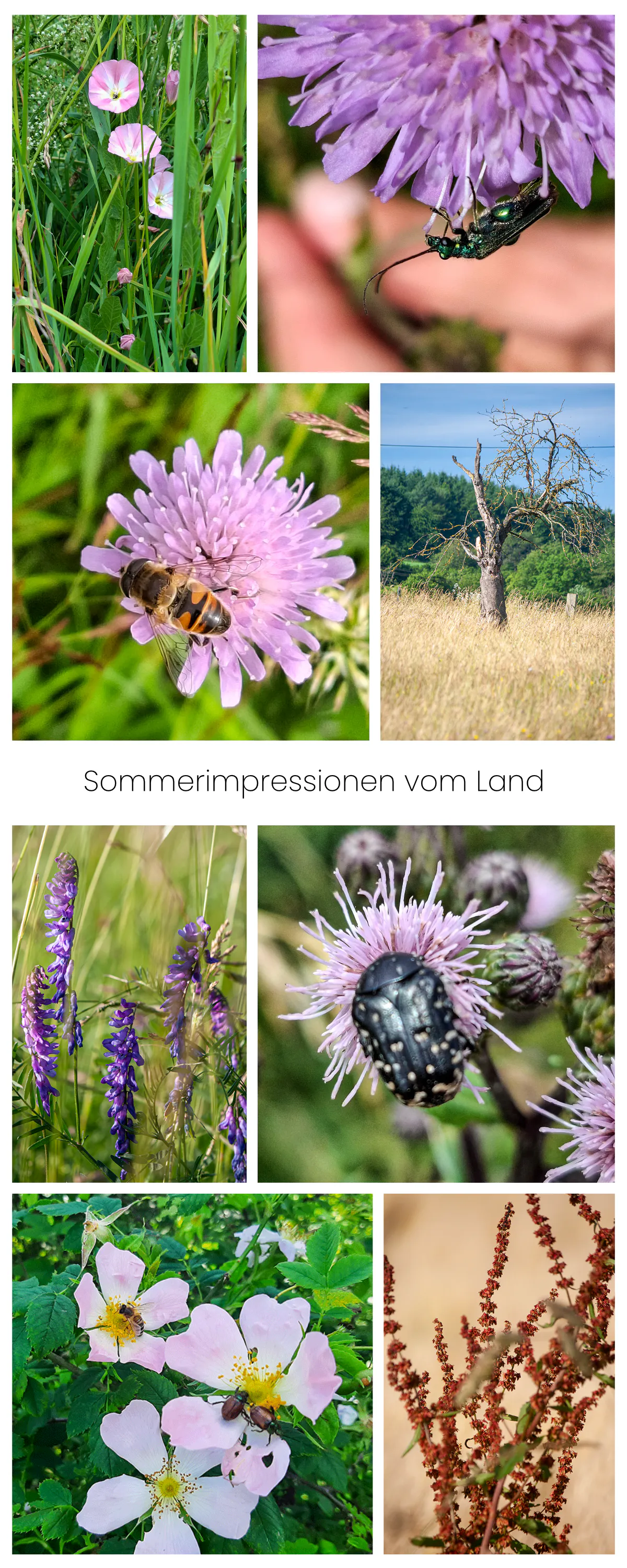 Sommerimpressionen vom Land mit verschiedenen Insekten, Wildblumen, Wiesenblumen, ein abgestorbener Apfelbaum