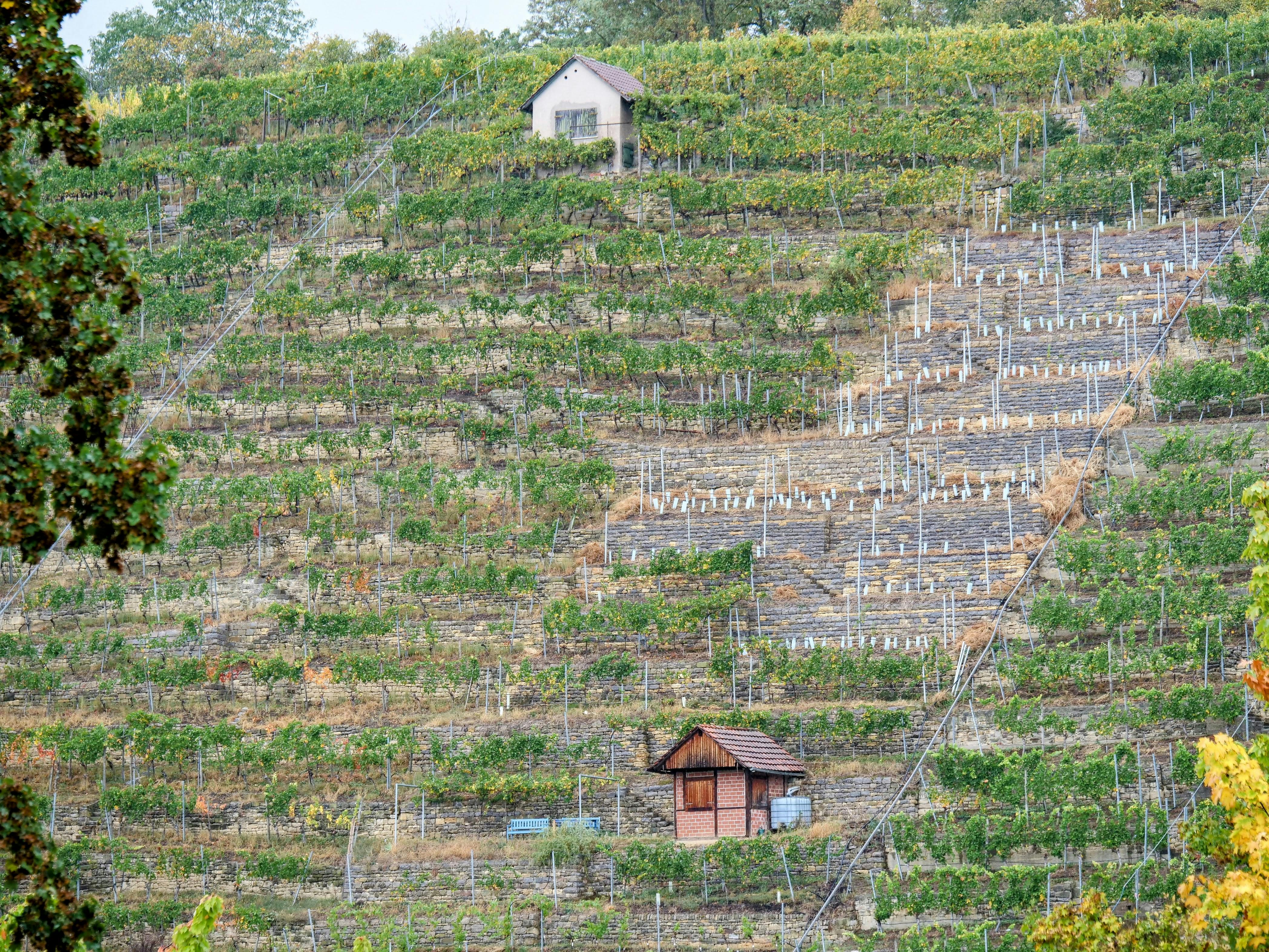 Immer öfter sind in den Weinbergen Lücken zu entdecken. Nicht alle werden wieder neu bepflanzt. Foto: Jürgen Brand