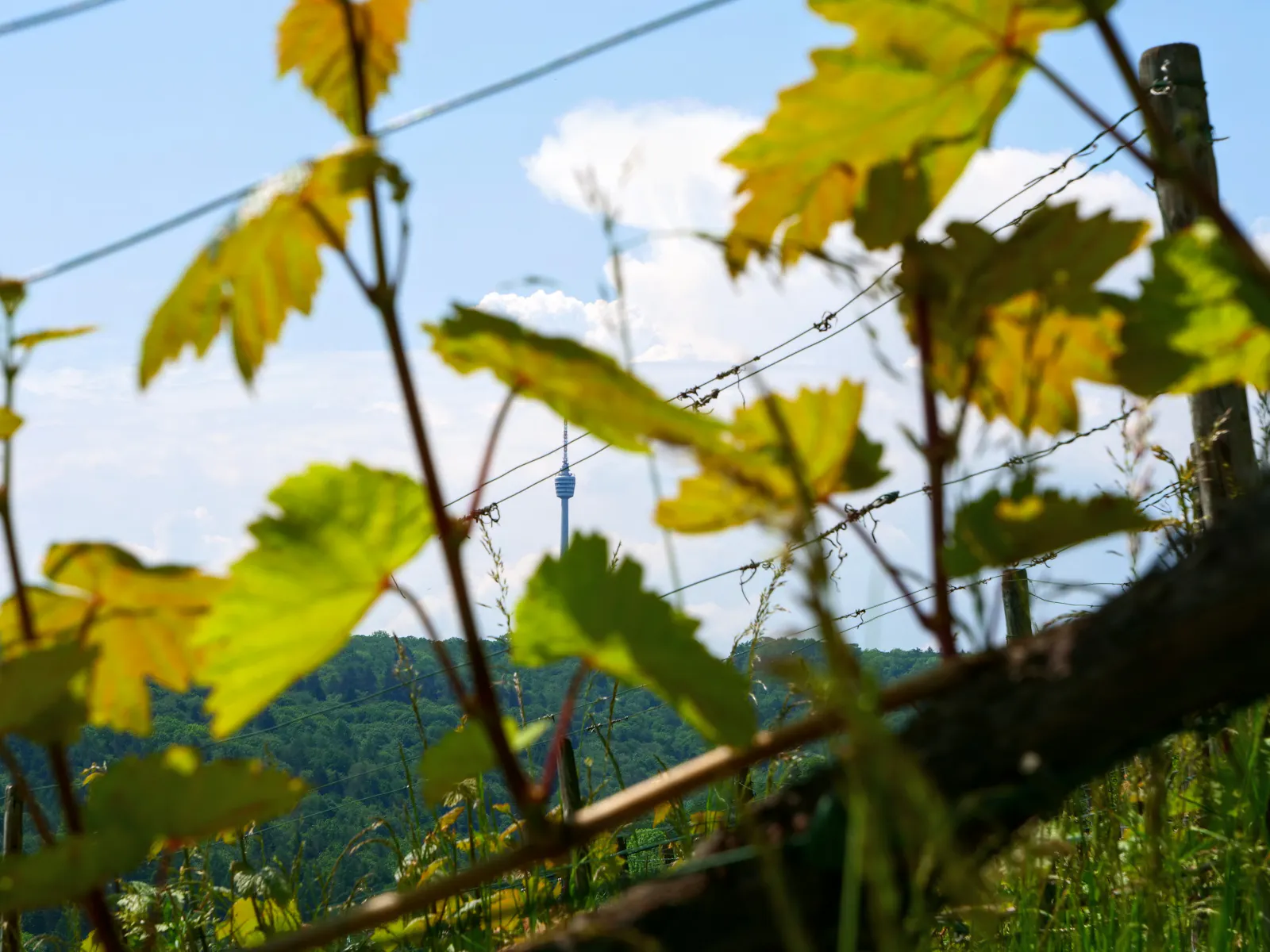 Am Weinwanderweg über Rohracker eröffnen sich immer wieder neue Ausblicke. Foto: Jürgen Brand