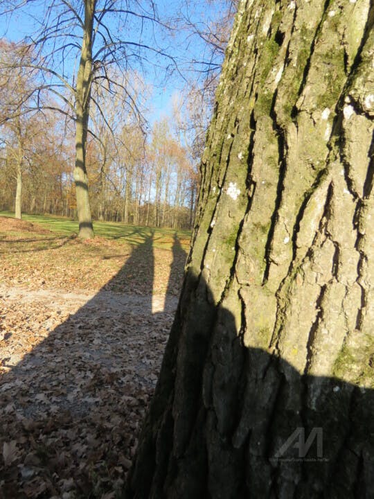 ein kräftiger Baum wirft herbstliche Schatten.