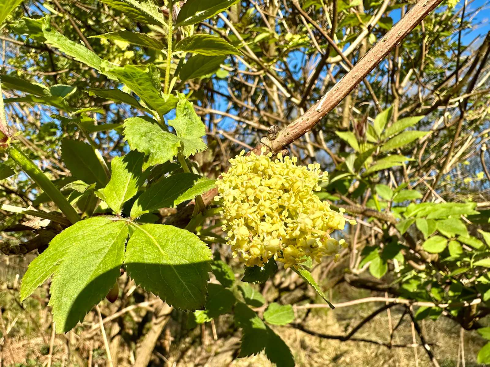 Holunder mit grünen Blättern und Blüten.