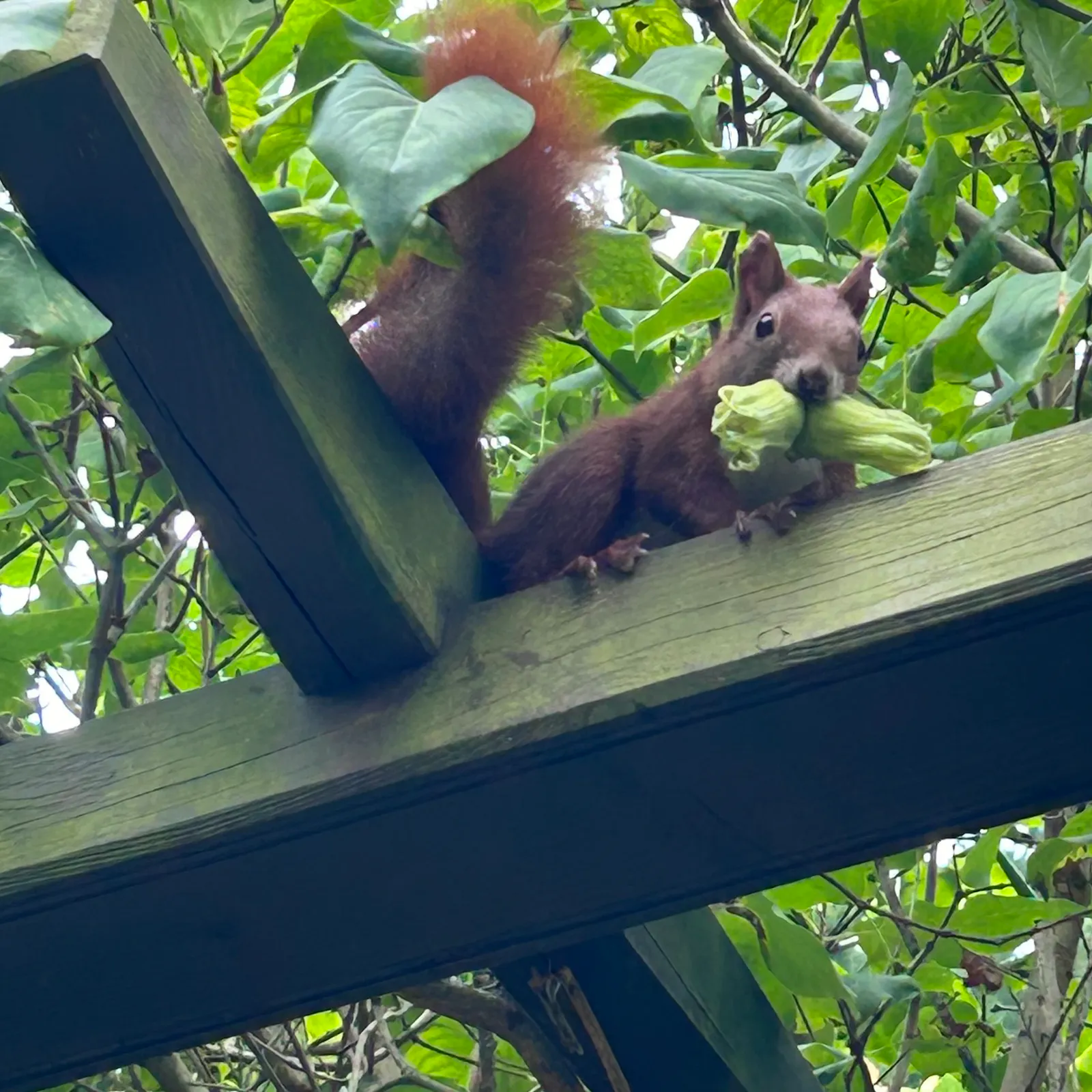 Eichhörnchen mit Haselnuss im Maul