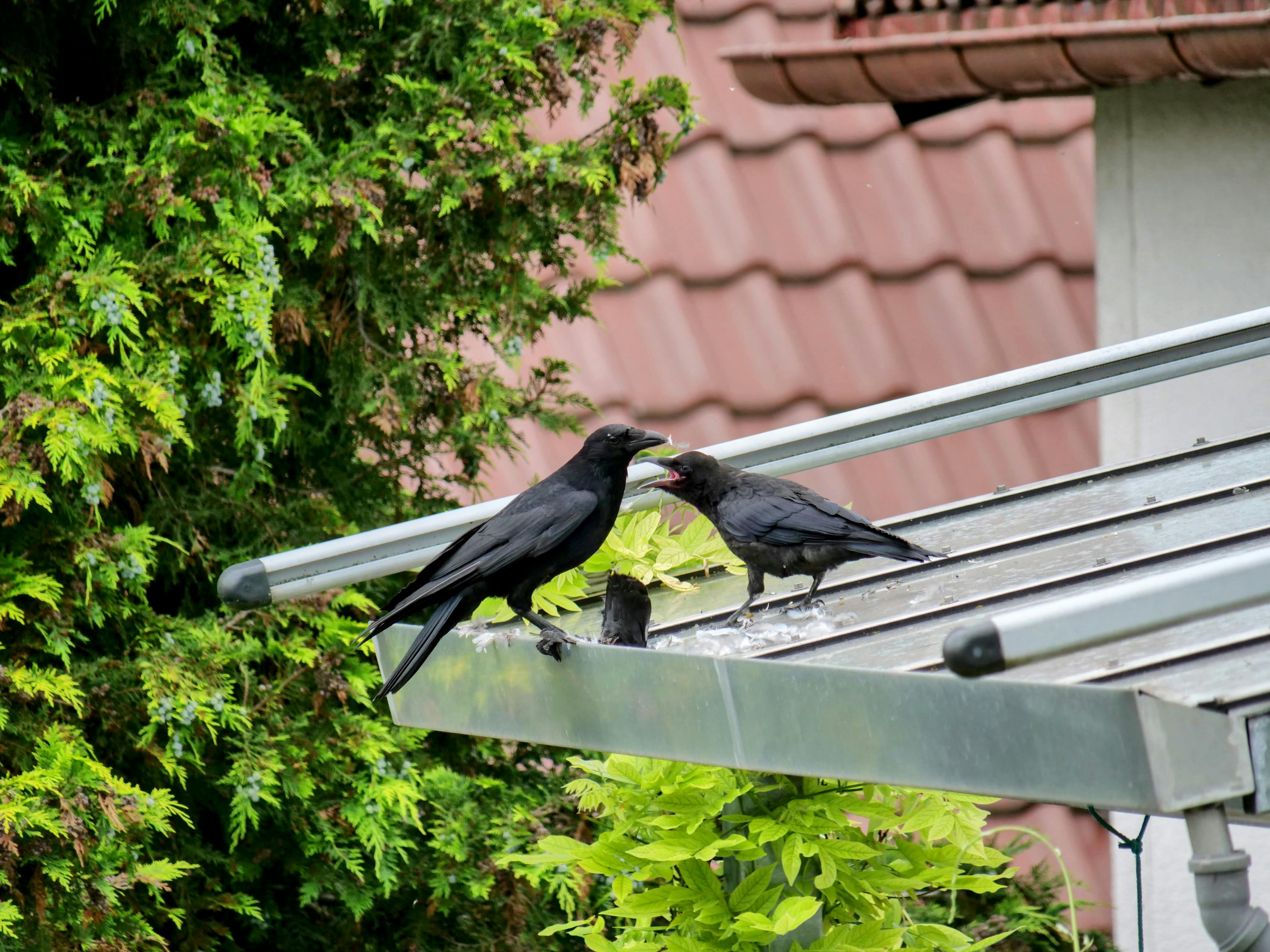 Mitesser mögen Rabenkrähen nicht so, da wird es schnell laut. Foto: Jürgen Brand