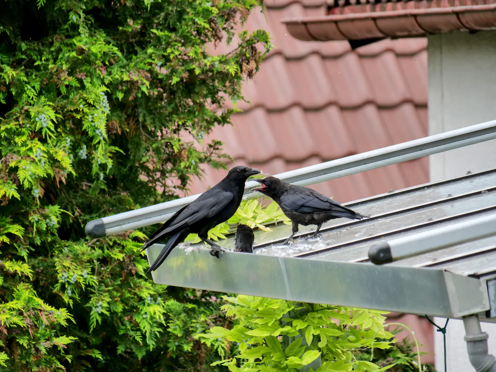 Mitesser mögen Rabenkrähen nicht so, da wird es schnell laut. Foto: Jürgen Brand