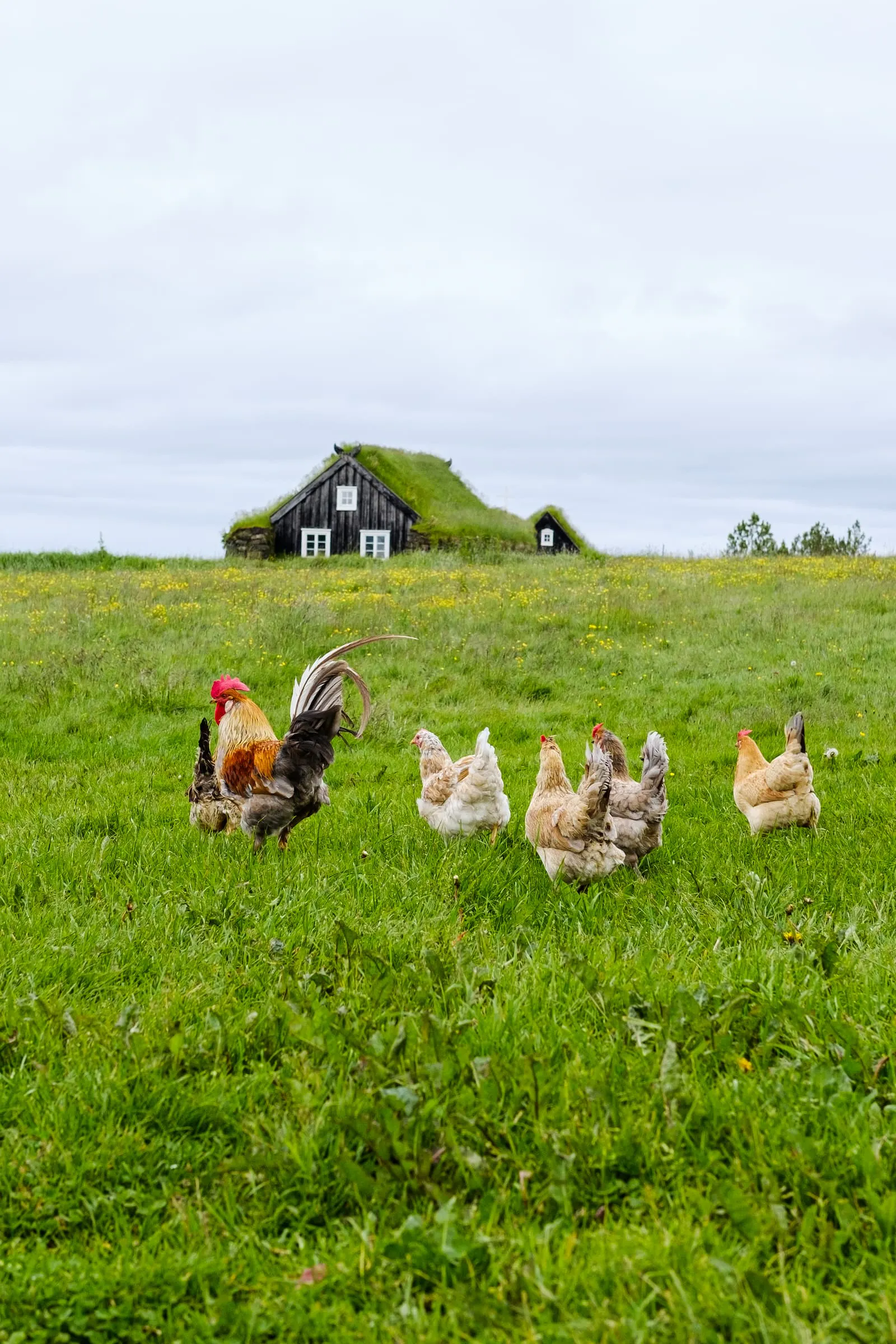 A group of heritage 'viking' breed hens with their cock.