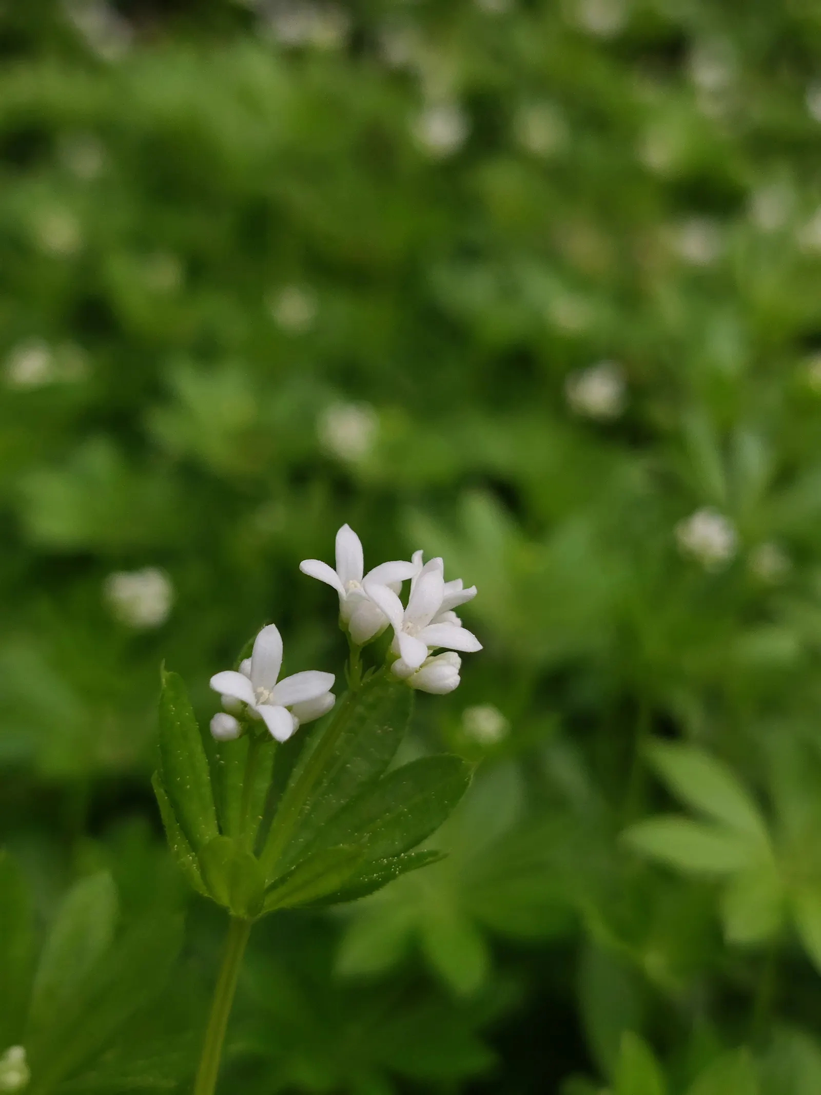 Waldmeister