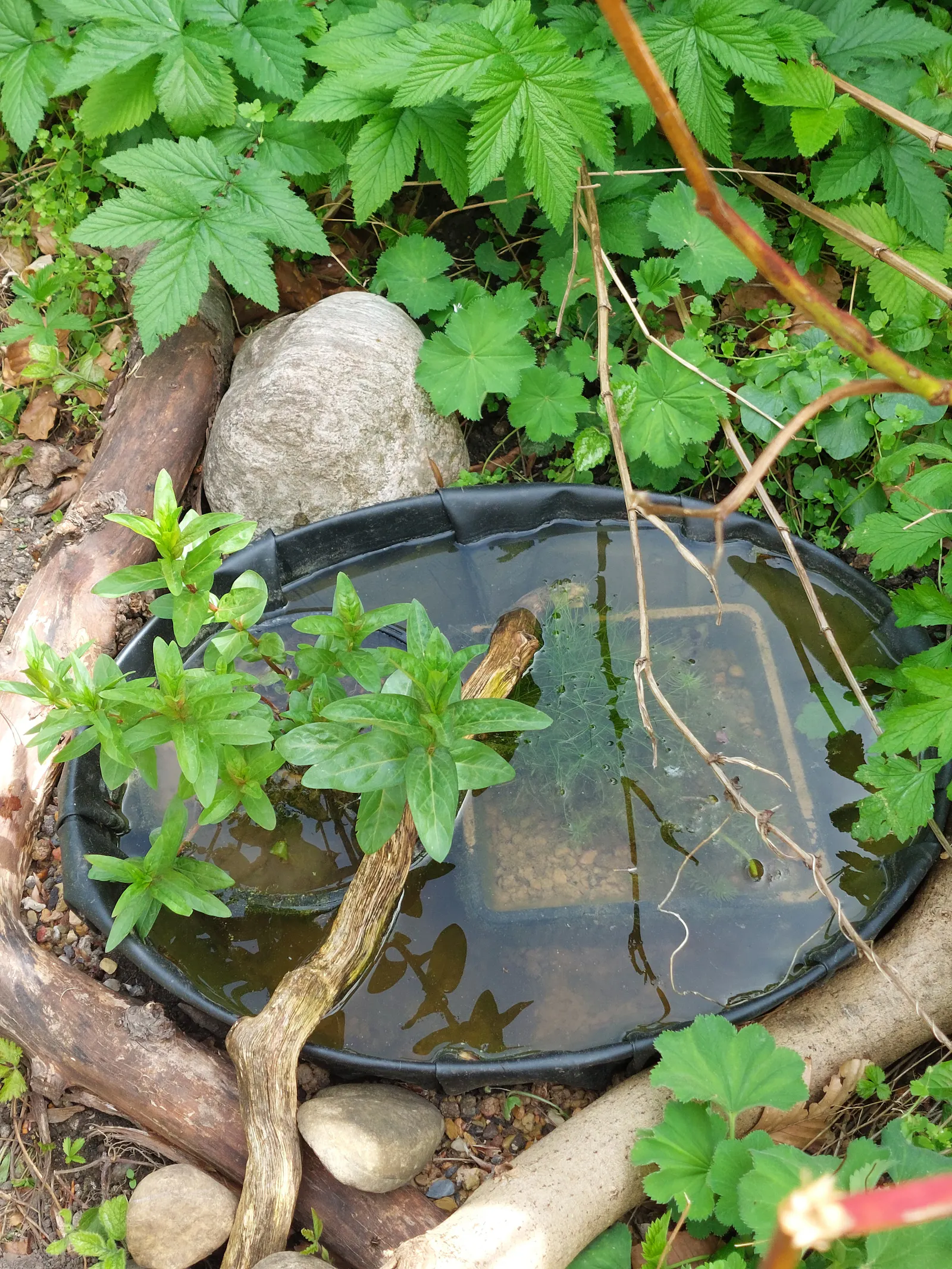Wasserstelle im Garten