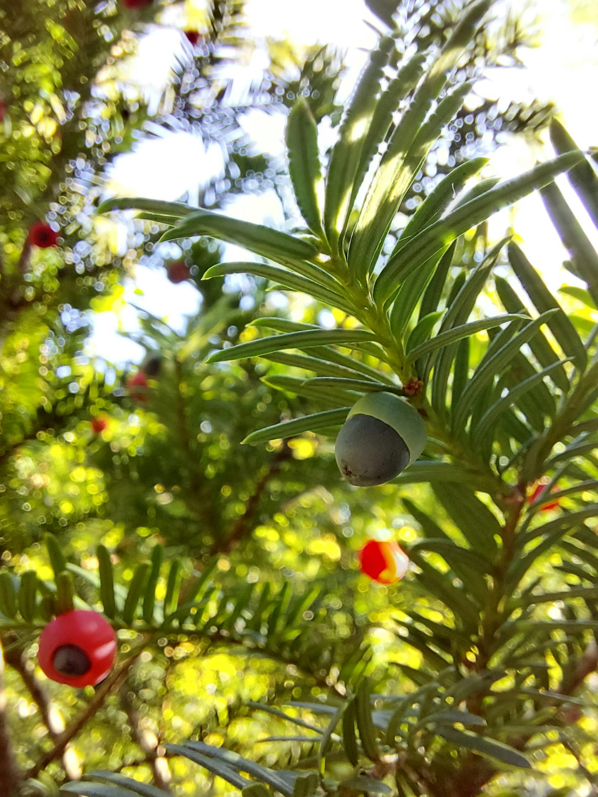 Eibe, Zapfen und Beeren