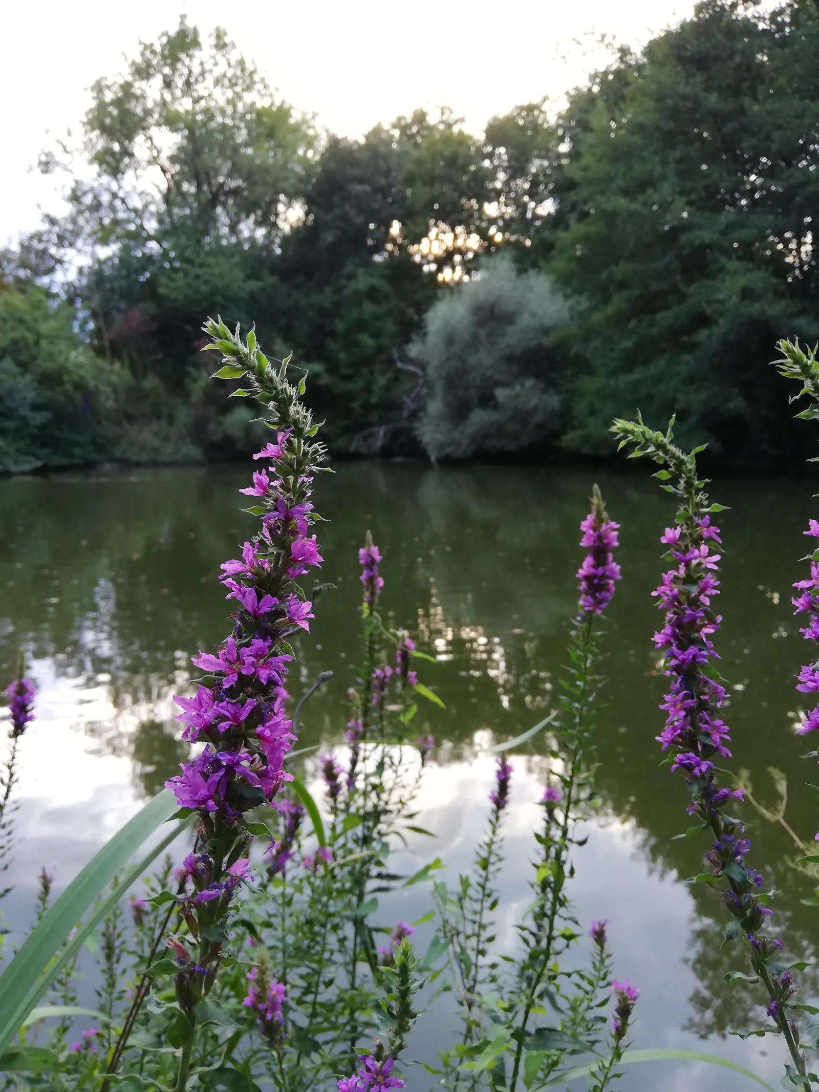 Blutweiderich