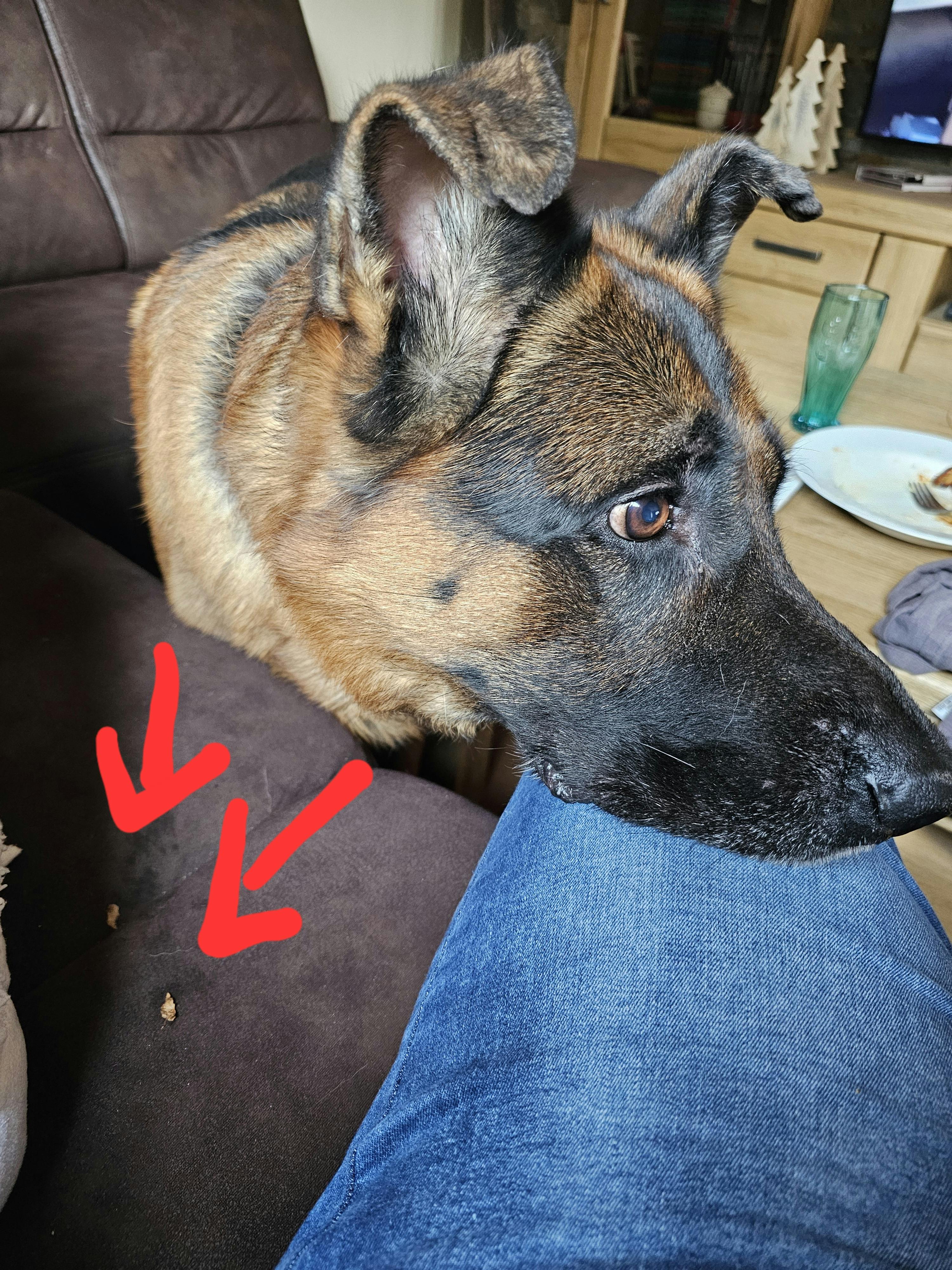 Schäferhund Arthos legt seinen Kopf auf meinem Bein ab, während ich auf der Couch sitze. Neben mir liegen zwei winzige Blütenblättchen.
