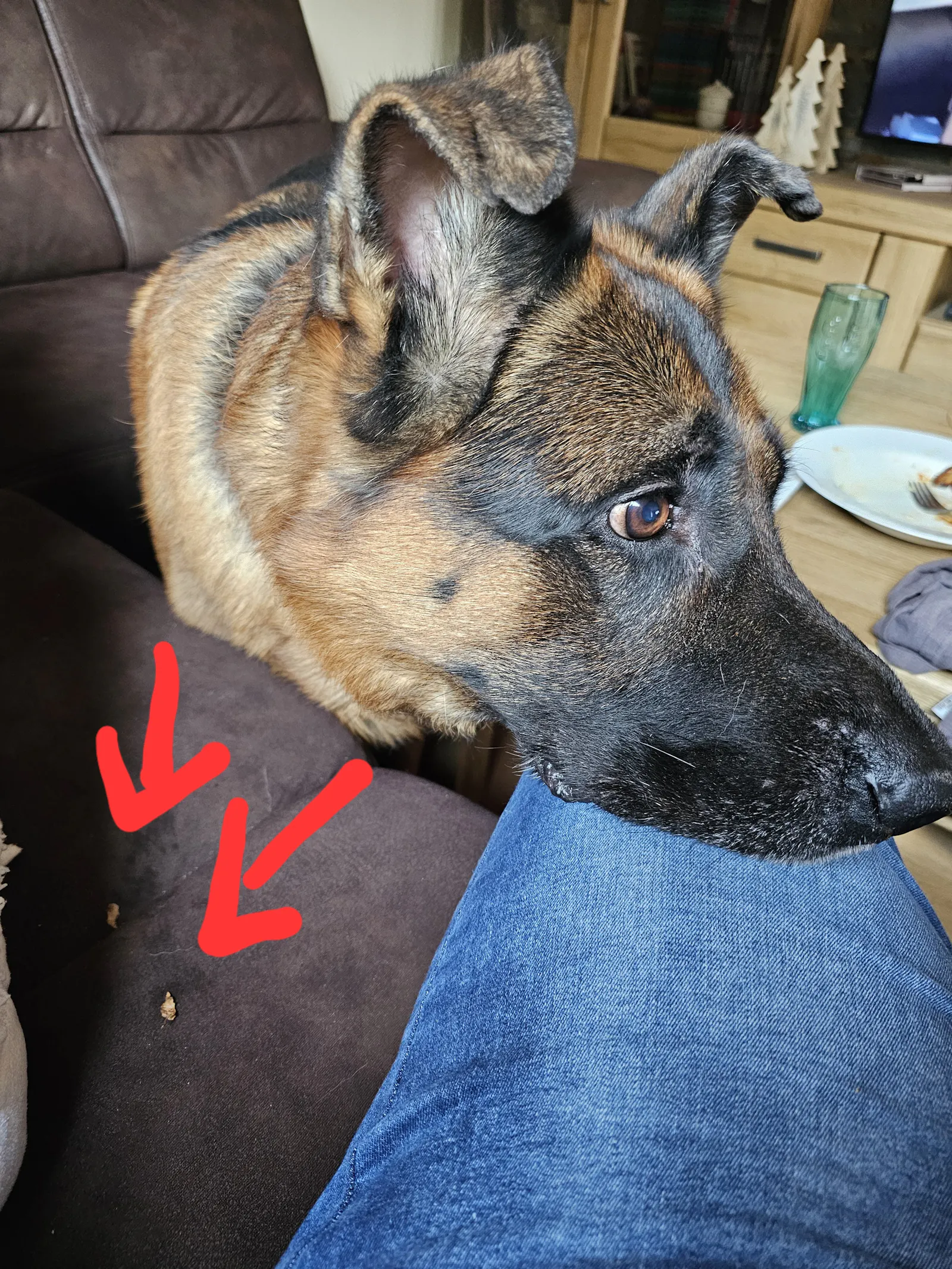 Schäferhund Arthos legt seinen Kopf auf meinem Bein ab, während ich auf der Couch sitze. Neben mir liegen zwei winzige Blütenblättchen.
